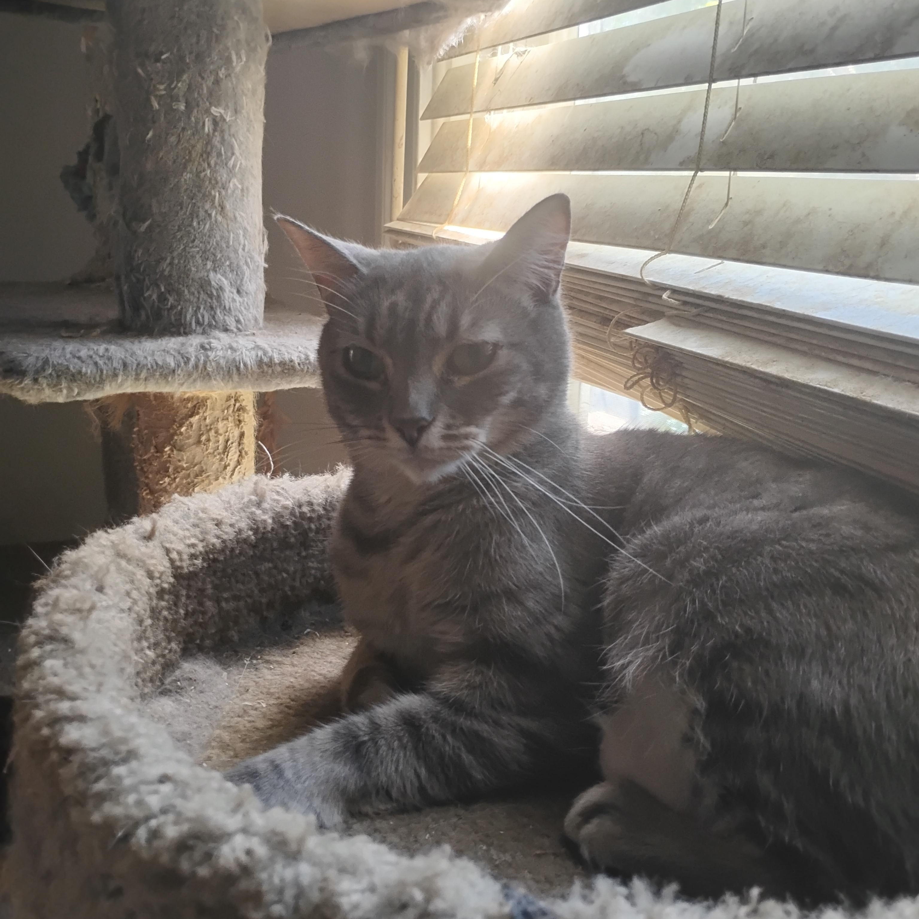 Iris, ADOPTABLE, Adult Female Domestic Short Hair.