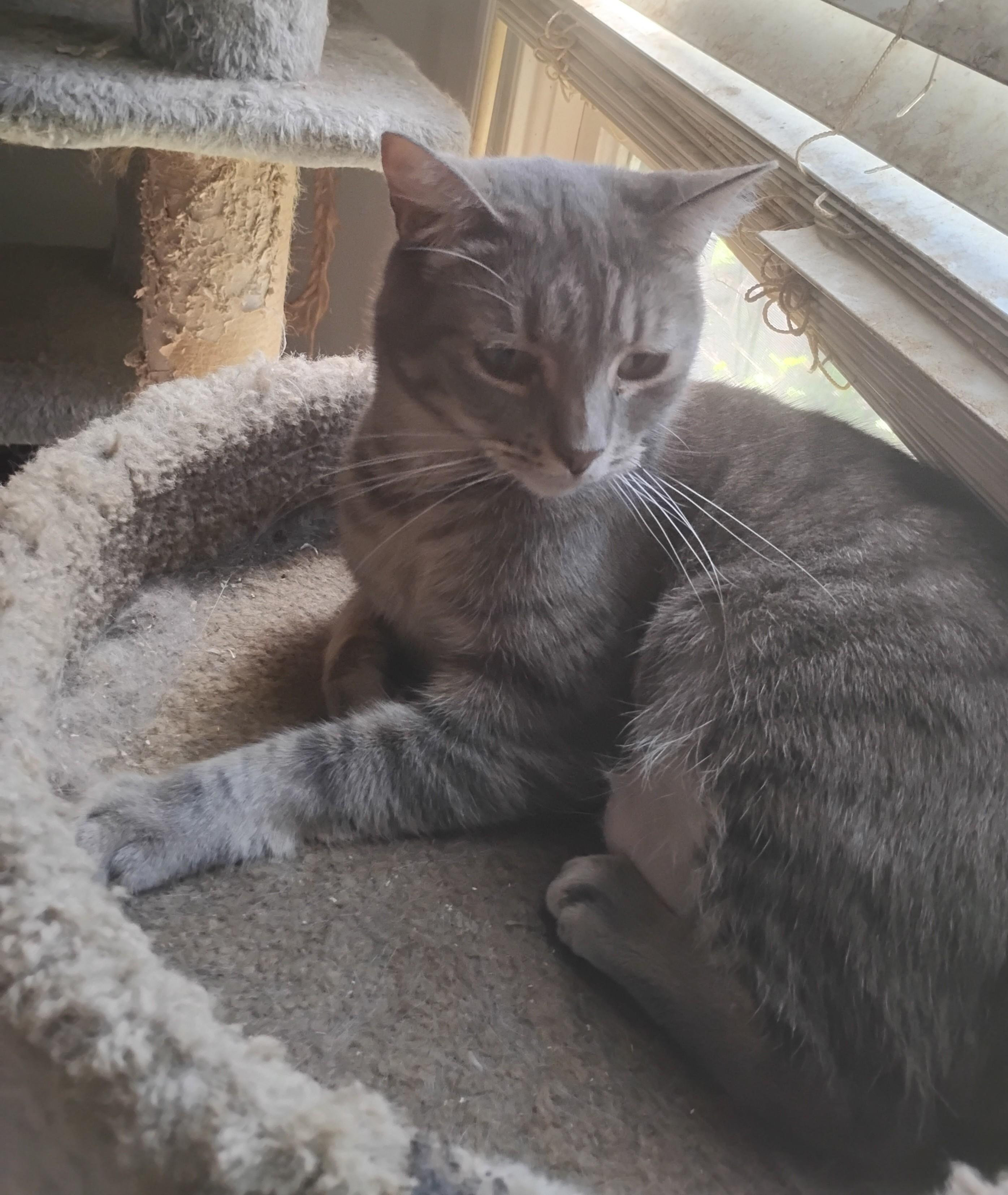 Enlarge Iris, a ADOPTABLE Domestic Short Hair in Woodland, CA image 2/3