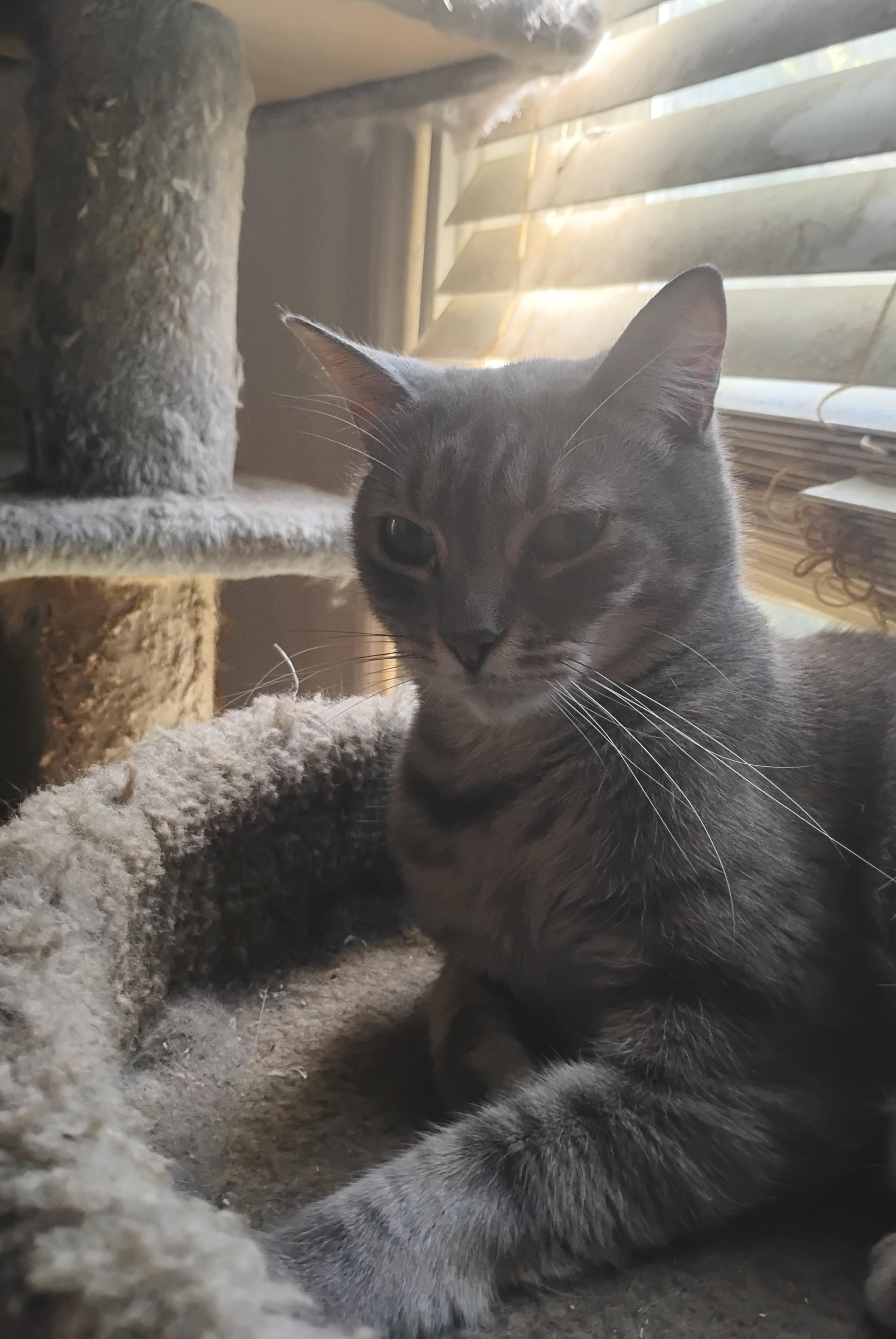 Enlarge Iris, a ADOPTABLE Domestic Short Hair in Woodland, CA image 3/3