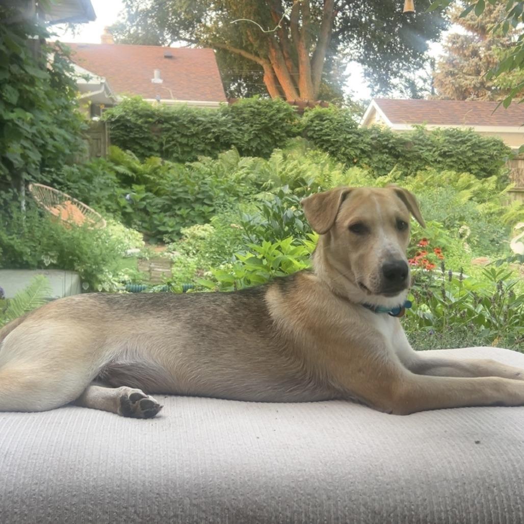 Cedar 22779, Adoptable, Young Male Shepherd & Beagle.
