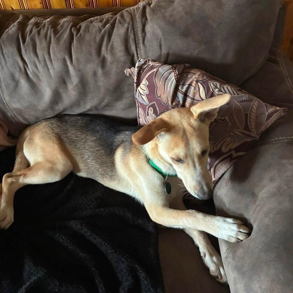 Enlarge Cedar 22779, a Adoptable mixed breed in Minneapolis, MN image 2/6