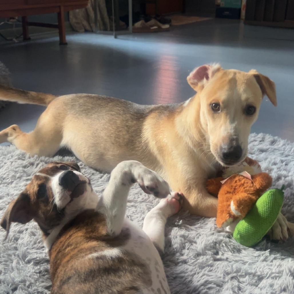 Enlarge Cedar 22770, a Adoptable mixed breed in Minneapolis, MN image 3/6