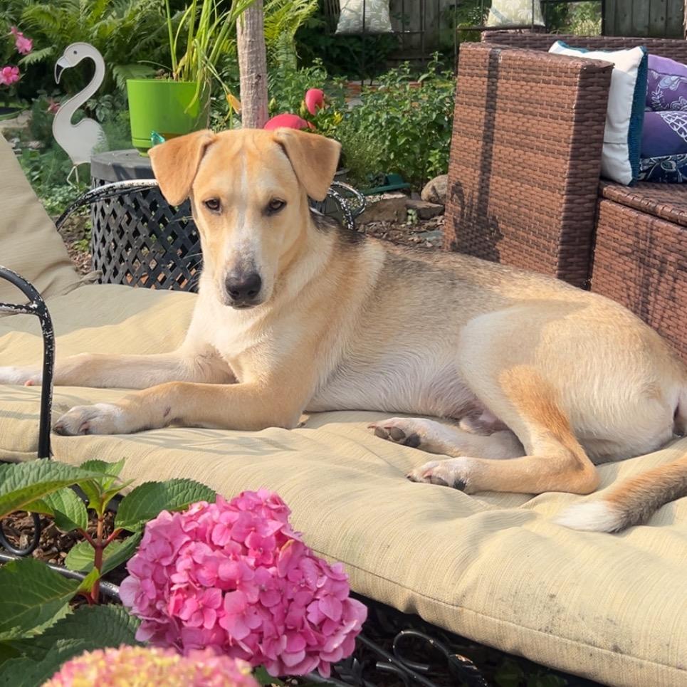 Enlarge Cedar 22779, a Adoptable mixed breed in Minneapolis, MN image 3/6