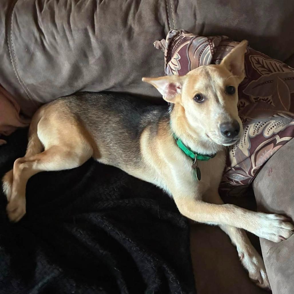 Enlarge Cedar 22779, a Adoptable mixed breed in Minneapolis, MN image 4/6