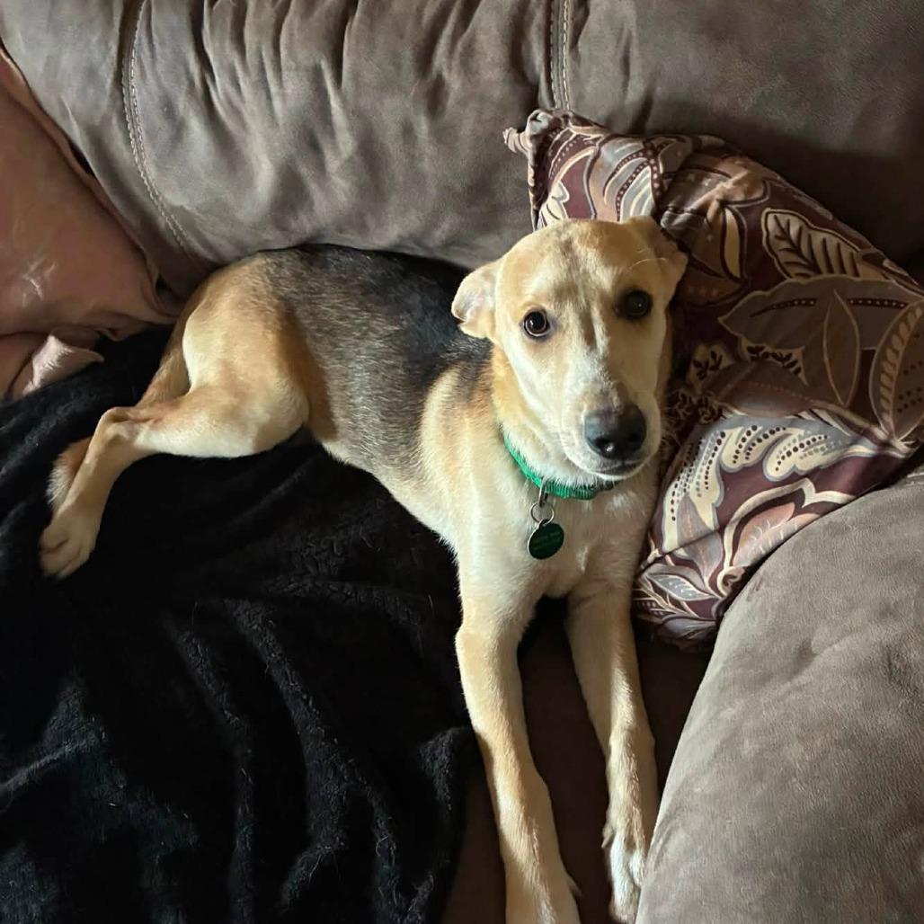 Enlarge Cedar 22779, a Adoptable mixed breed in Minneapolis, MN image 5/6