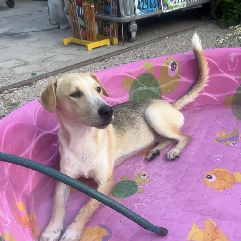 Enlarge Cedar 22779, a Adoptable mixed breed in Minneapolis, MN image 6/6