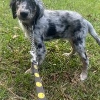 Enlarge Merle Haggard - will be at Always Adopt Nov 7, a Adoptable mixed breed in Warwick, RI image 2/5