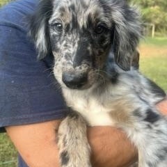 Merle Haggard - will be at Always Adopt Nov 7, Adoptable, Puppy Male Australian Shepherd.
