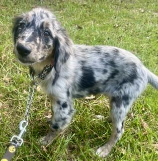 Enlarge Merle Haggard - will be at Always Adopt Nov 7, a Adoptable mixed breed in Warwick, RI image 3/5