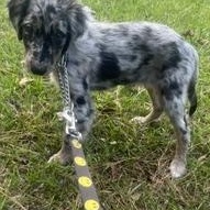 Enlarge Merle Haggard - will be at Always Adopt Nov 7, a Adoptable mixed breed in Warwick, RI image 5/5