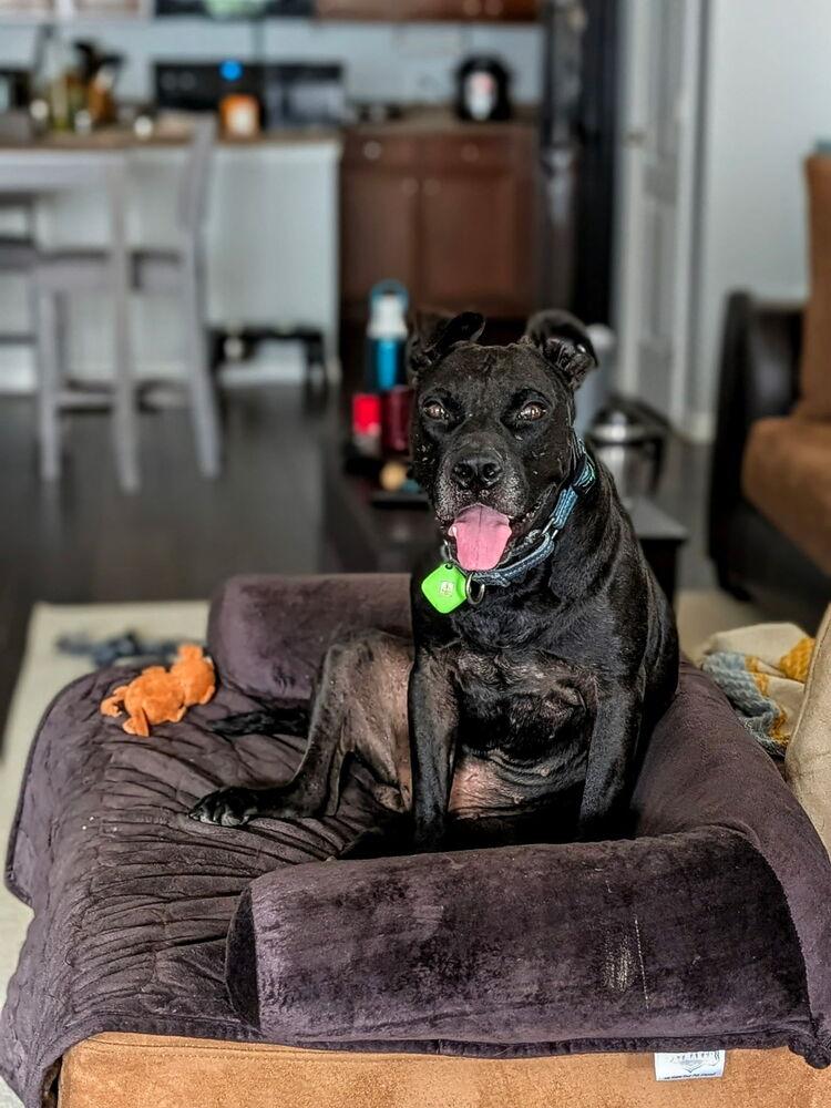 Enlarge Connelly, a Adoptable mixed breed in Lakeland, FL image 2/4