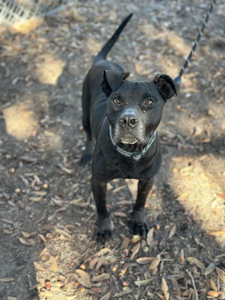 Enlarge Connelly, a Adoptable mixed breed in Lakeland, FL image 3/4