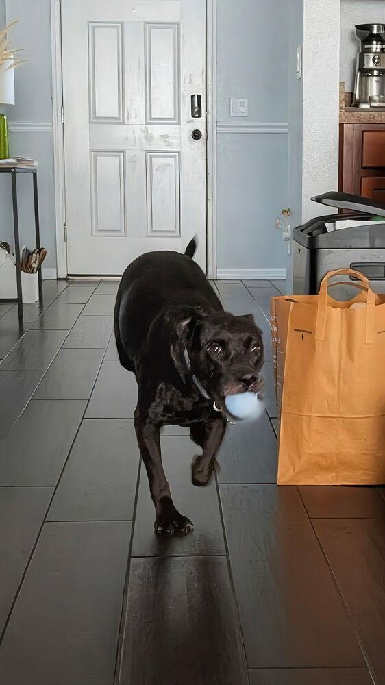 Enlarge Connelly, a Adoptable mixed breed in Lakeland, FL image 4/4