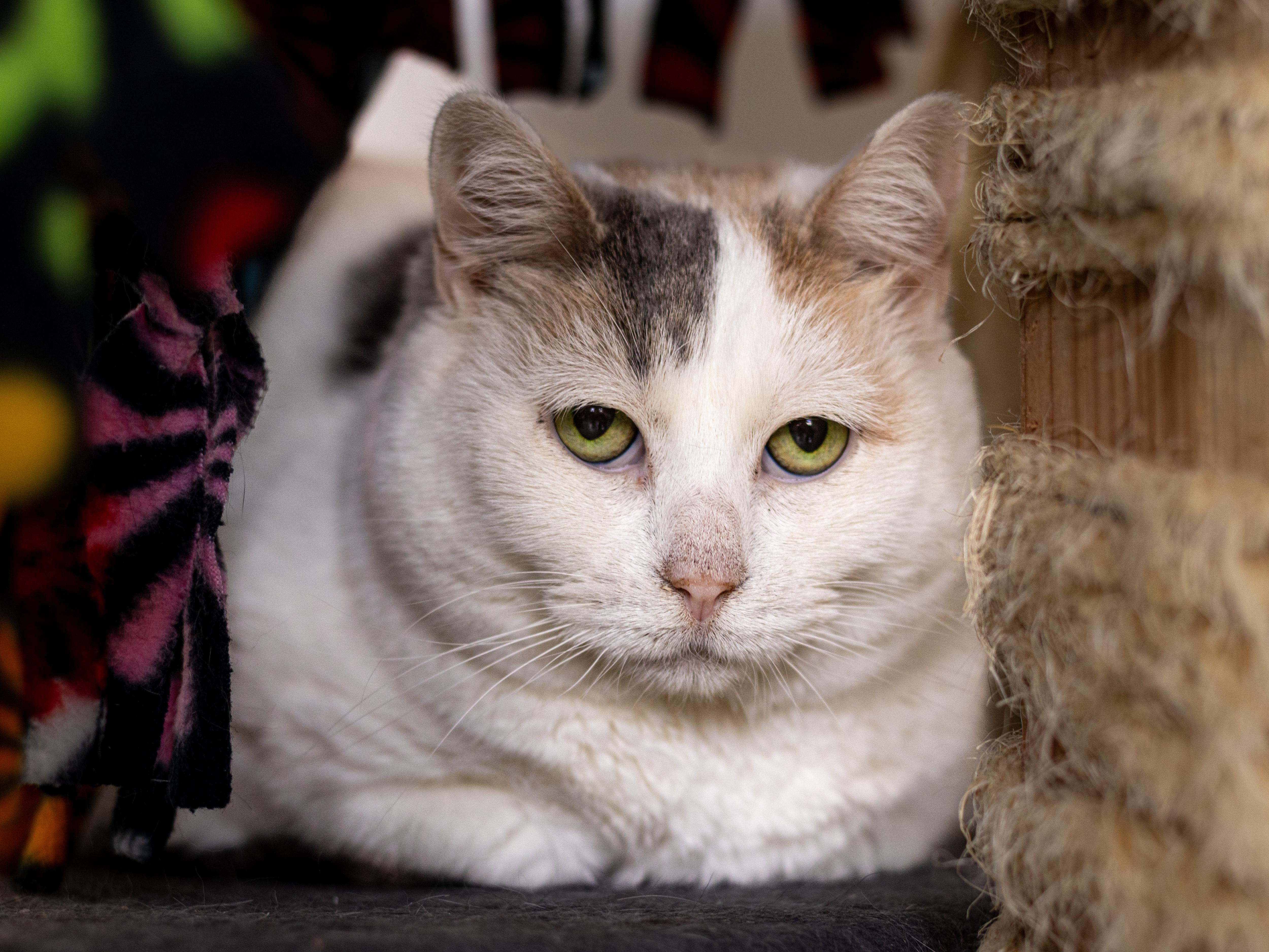 Kyla - Adoption Fee Sponsored!, an adoptable Domestic Short Hair in Richland Center, WI, 53581 | Photo Image 2