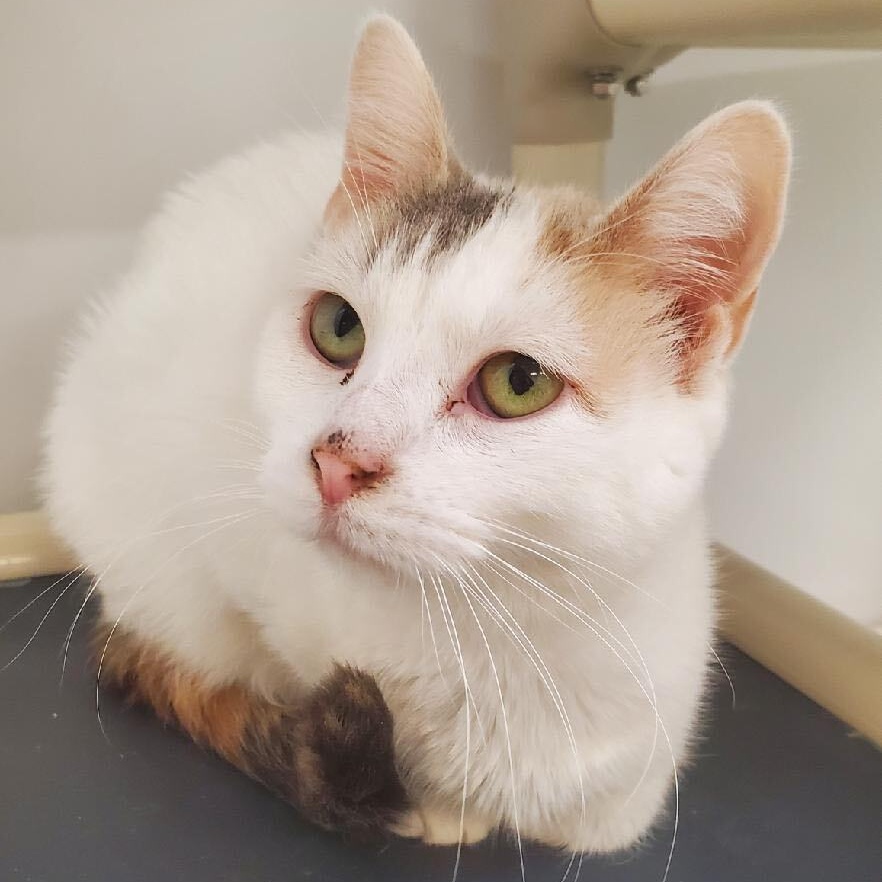 Kyla - Adoption Fee Sponsored!, a Adoptable Domestic Short Hair in Richland Center, WI image 3/4