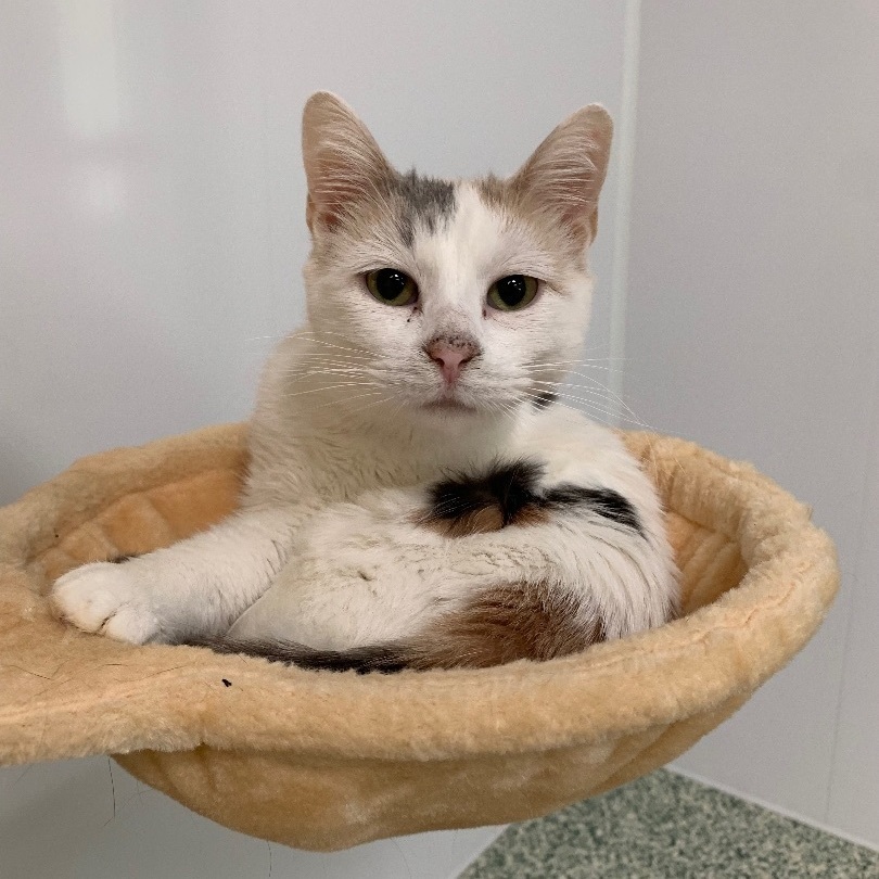 Kyla - Adoption Fee Sponsored!, a Adoptable Domestic Short Hair in Richland Center, WI image 4/4