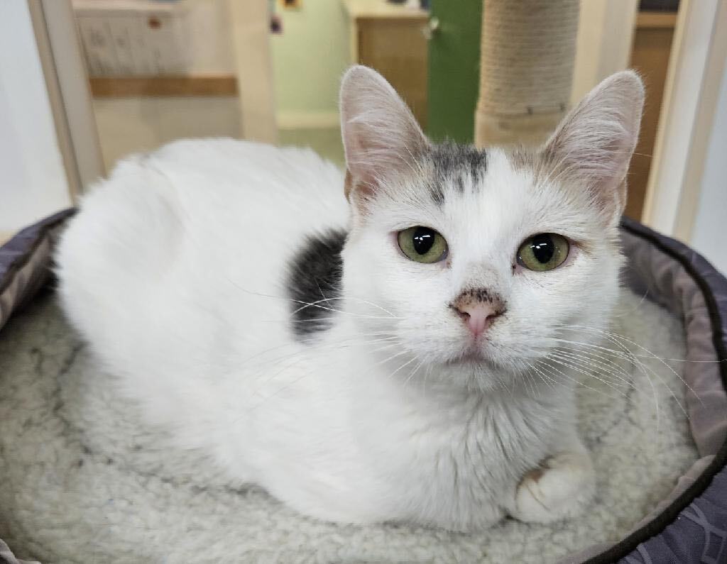 Kyla - Adoption Fee Sponsored!, a Adoptable Domestic Short Hair in Richland Center, WI image 2/4