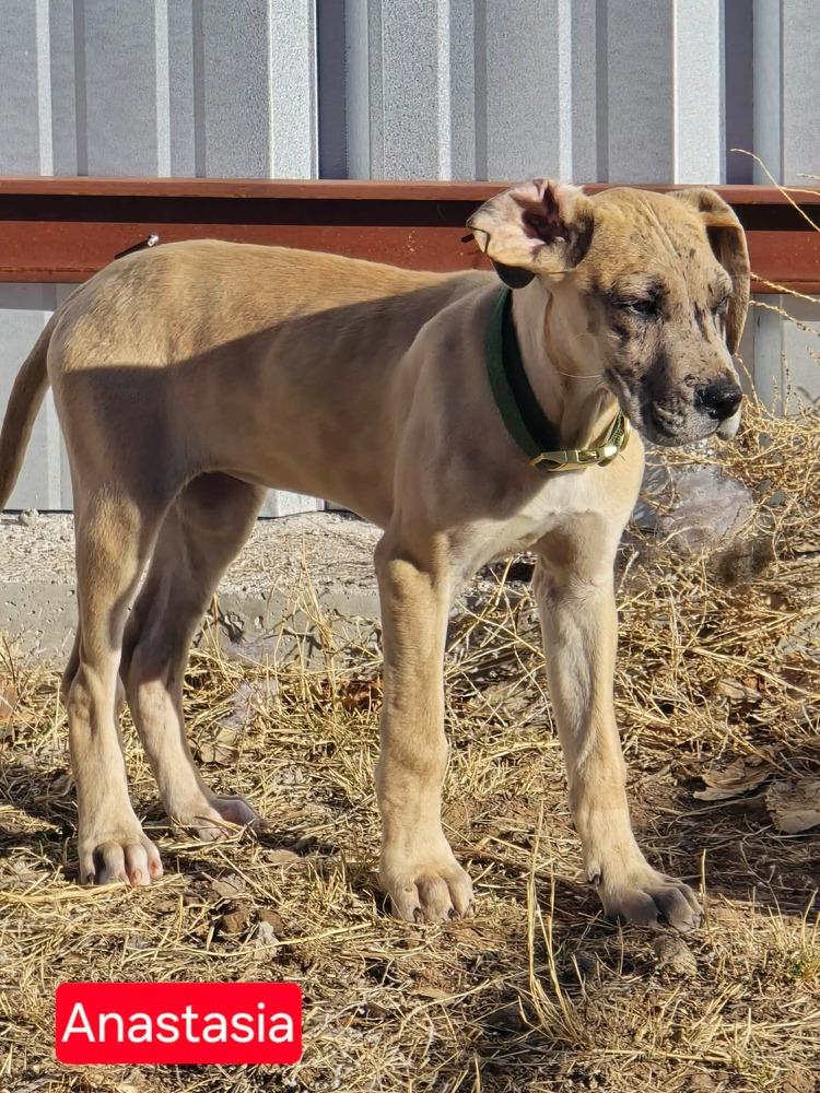 Anastasia, a Adoptable Great Dane in Clovis, NM image 2/3