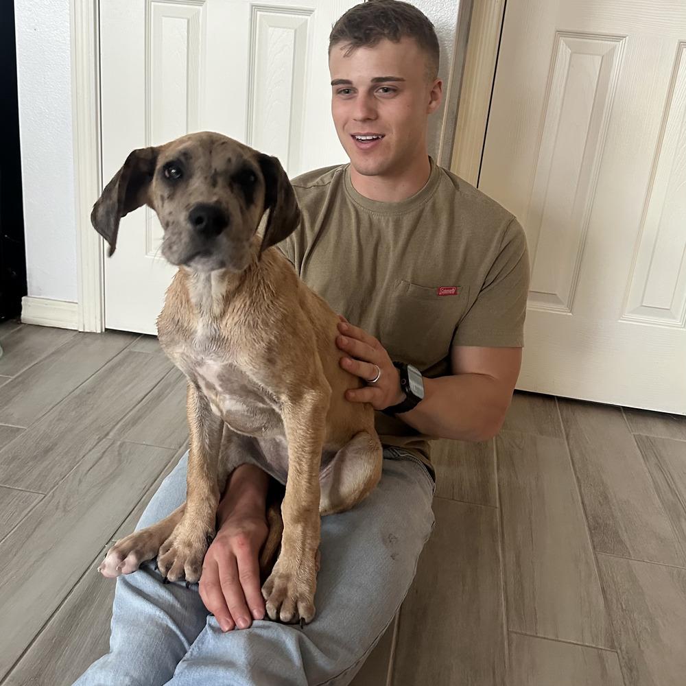 Anastasia, a Adoptable Great Dane in Clovis, NM image 3/3