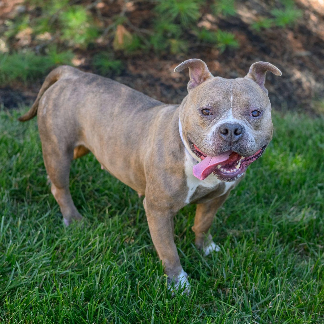 LEXI, adopted, Young Female American Bully.