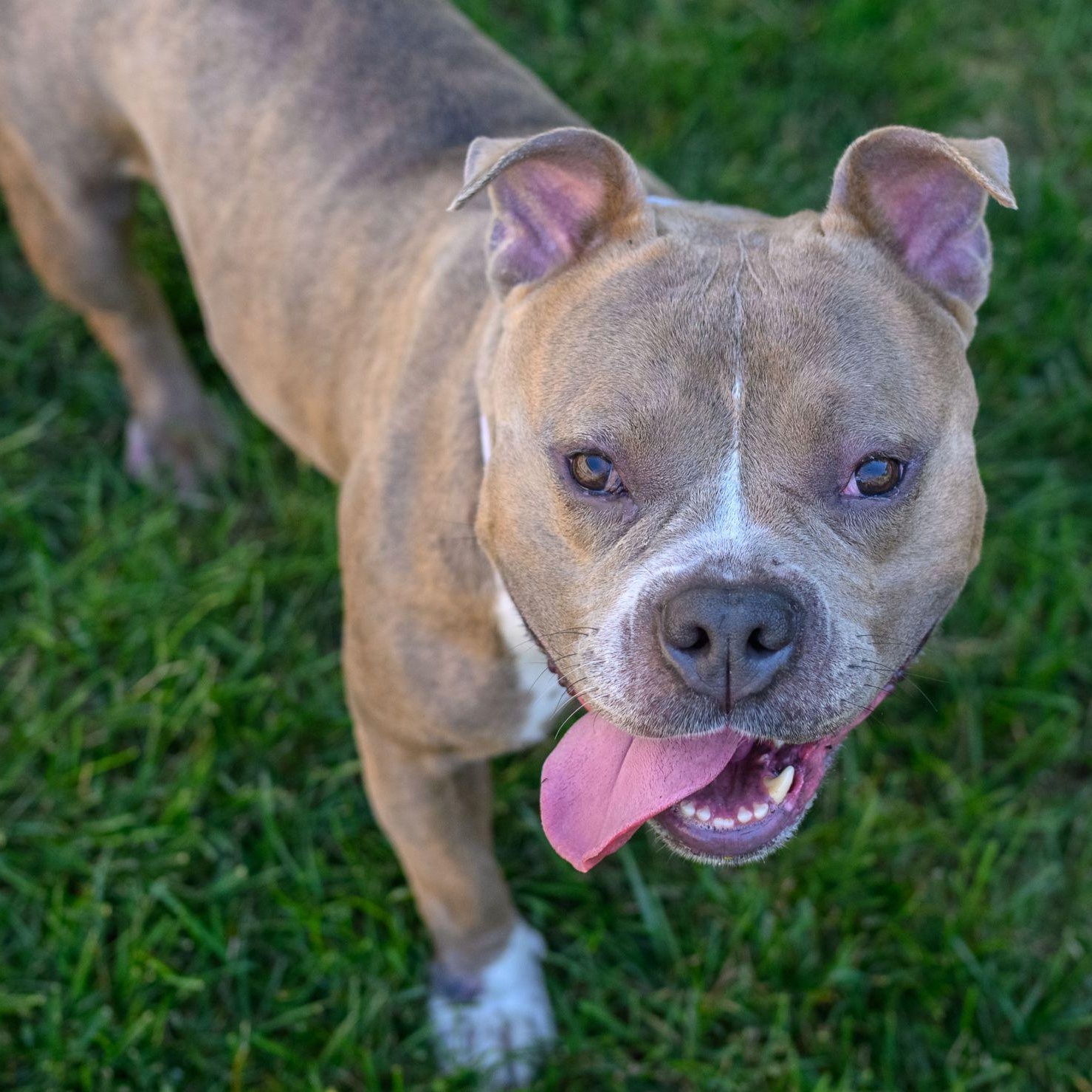LEXI, an adopted American Bully in Hamilton, NJ image 3/6