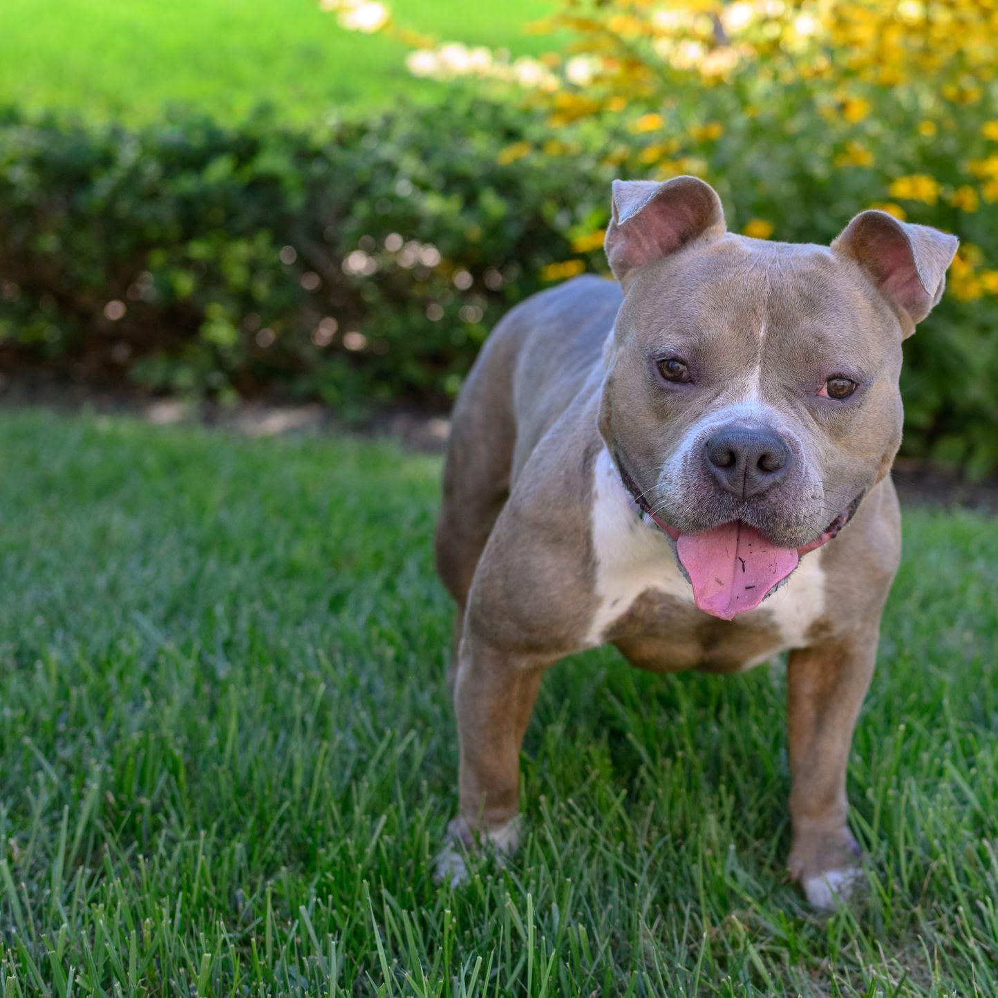 LEXI, an adopted American Bully in Hamilton, NJ image 5/6