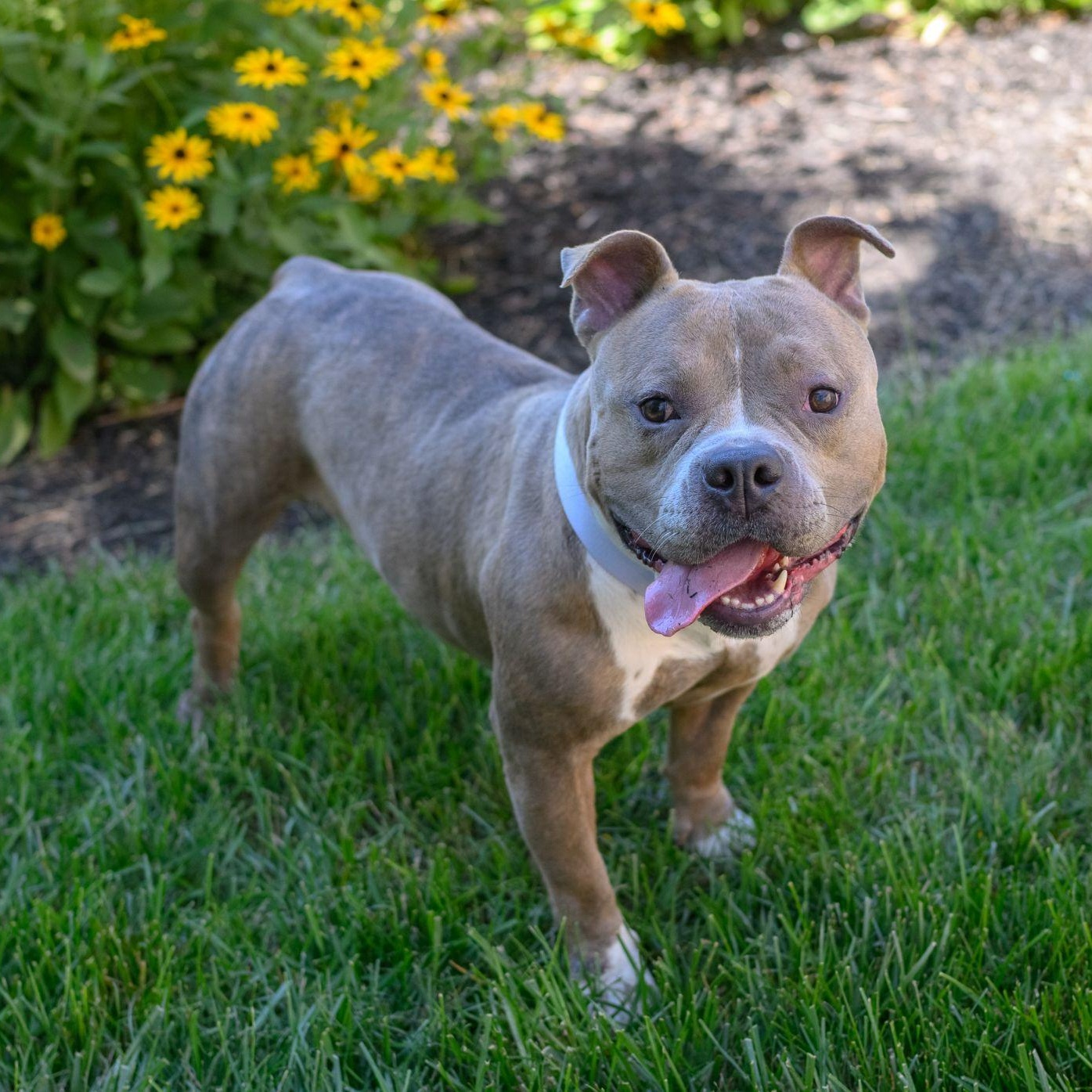 LEXI, an adopted American Bully in Hamilton, NJ image 4/6
