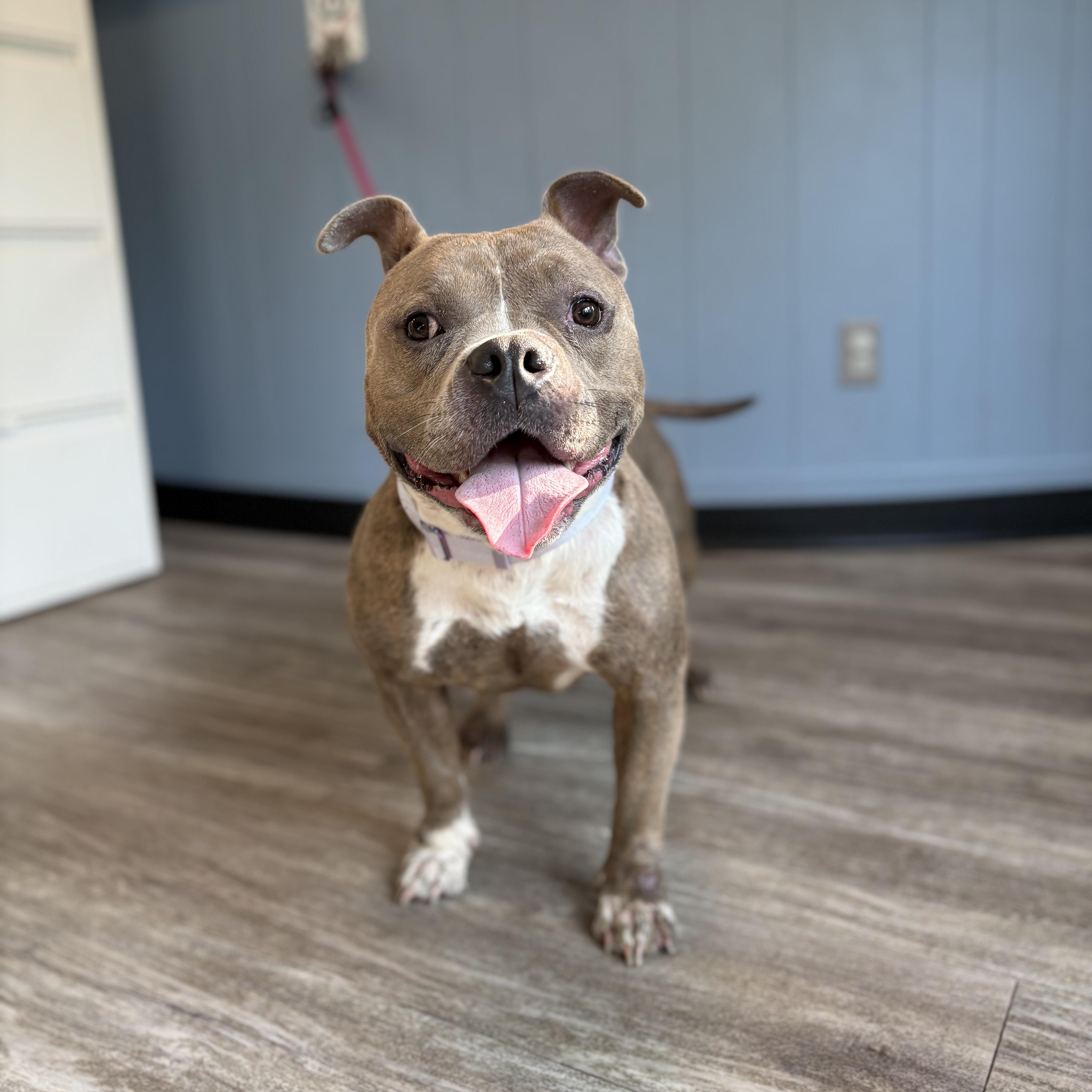 LEXI, an adopted American Bully in Hamilton, NJ image 6/6