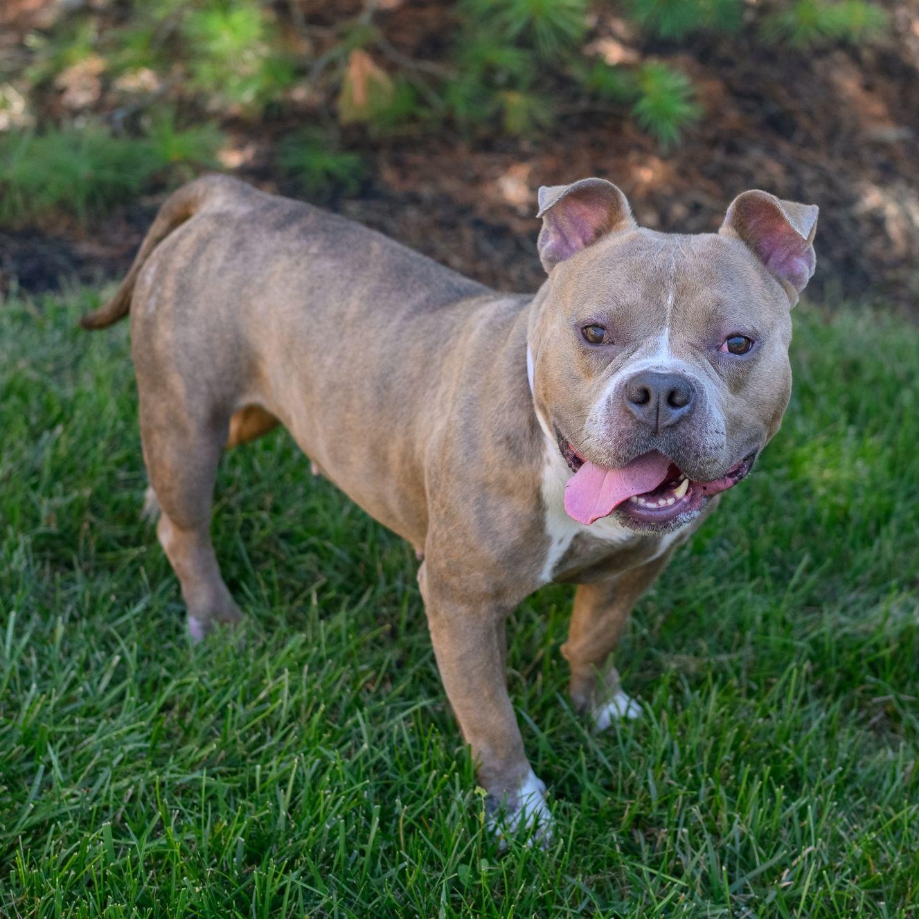 LEXI, an adopted American Bully in Hamilton, NJ image 2/6