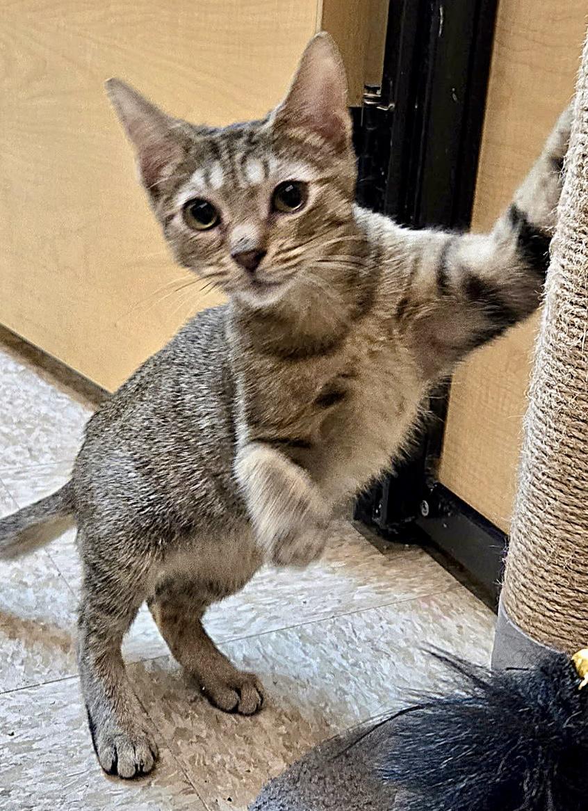 Beatrice, Adoptable, Young Female Tabby & Domestic Short Hair.