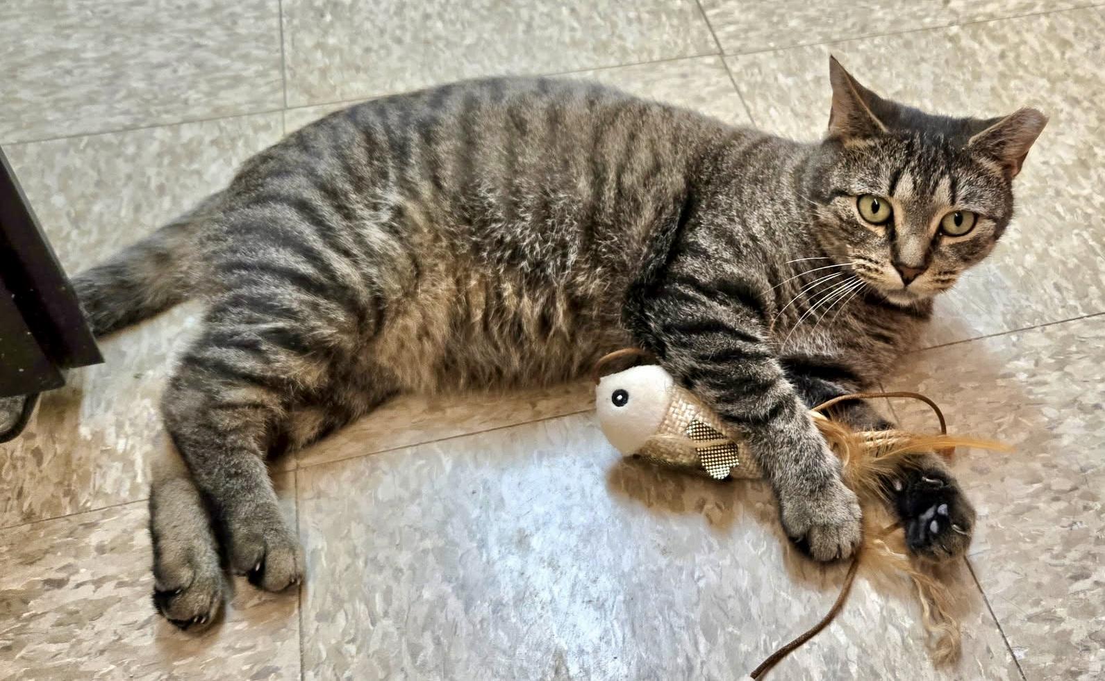 Beatrice, a Adoptable mixed breed in Red Bank, NJ image 4/5