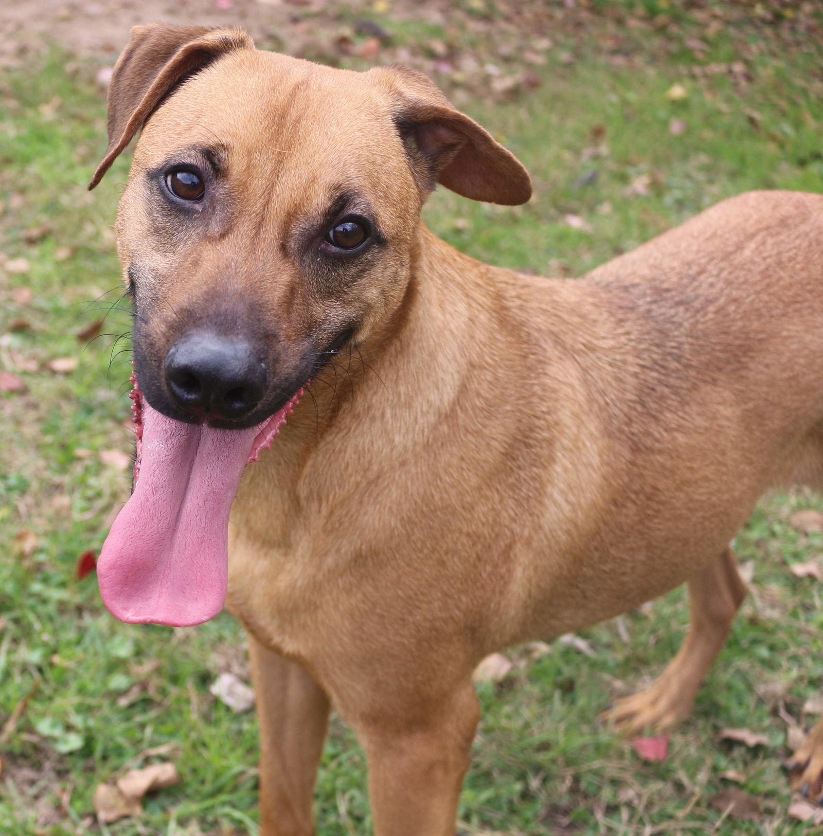 Pecan Pinwheel, a Adoptable Mixed Breed in Jackson, MS image 1/6