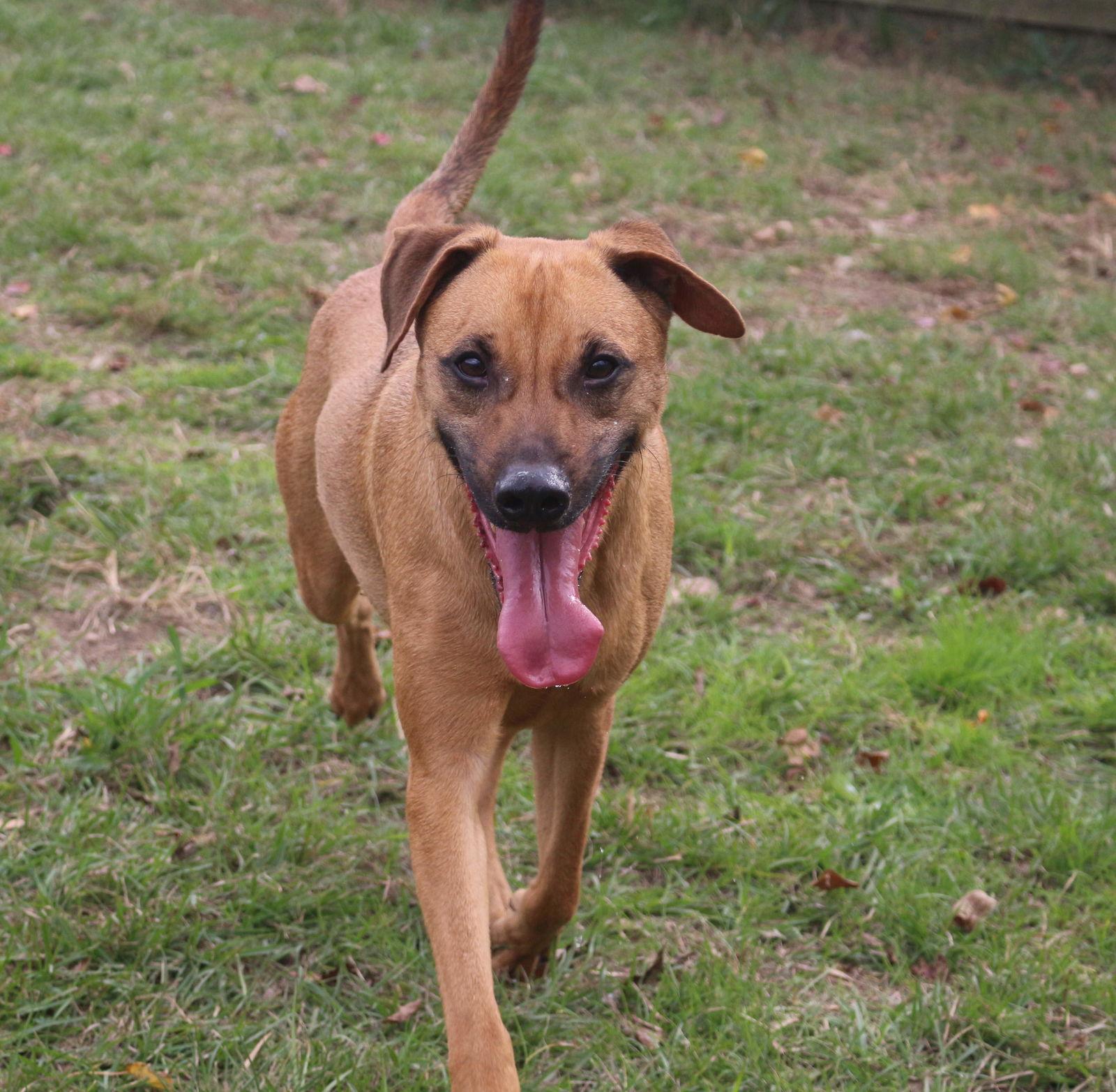 Pecan Pinwheel, a Adoptable Mixed Breed in Jackson, MS image 2/6