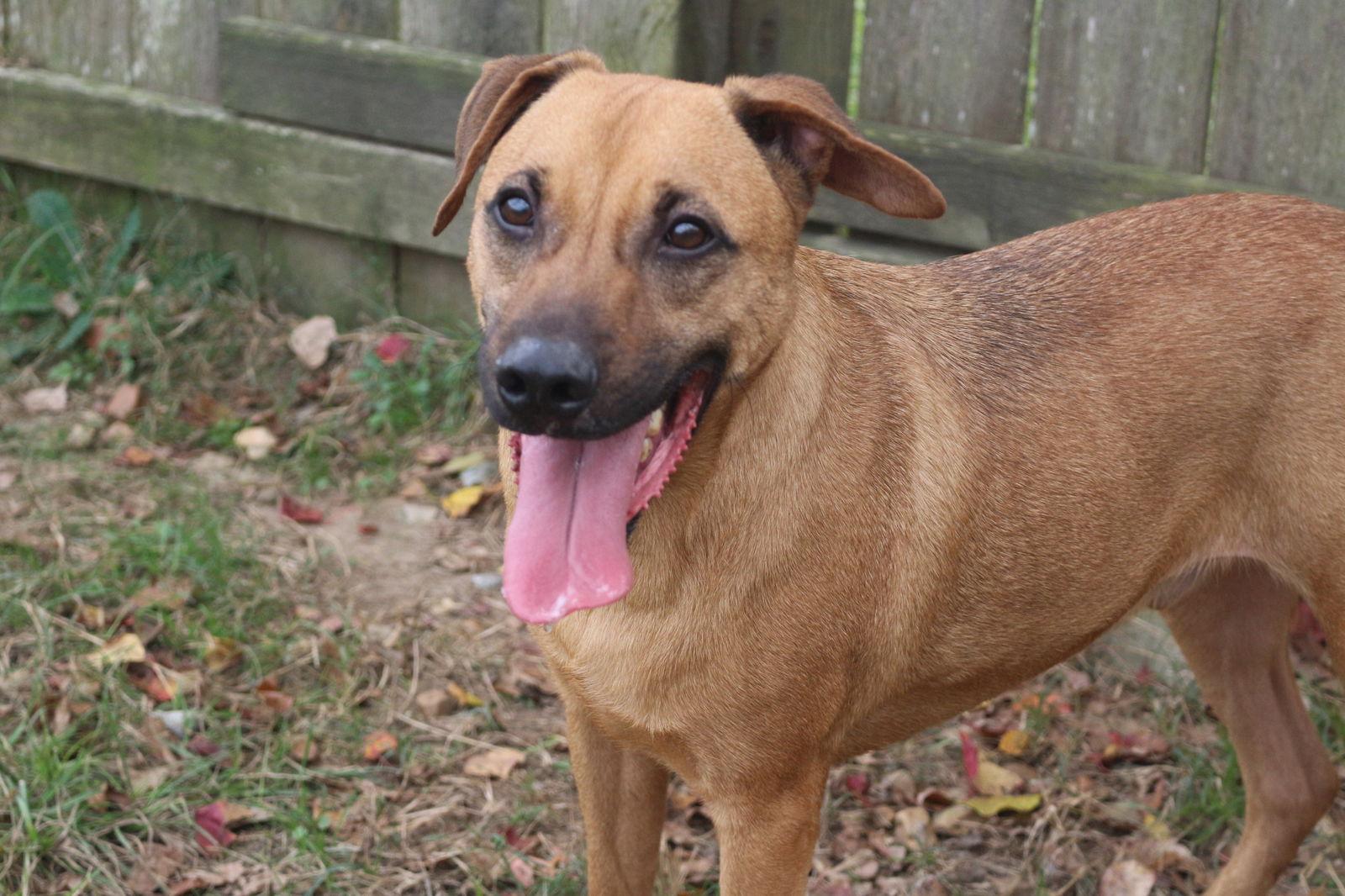 Pecan Pinwheel, a Adoptable Mixed Breed in Jackson, MS image 3/6