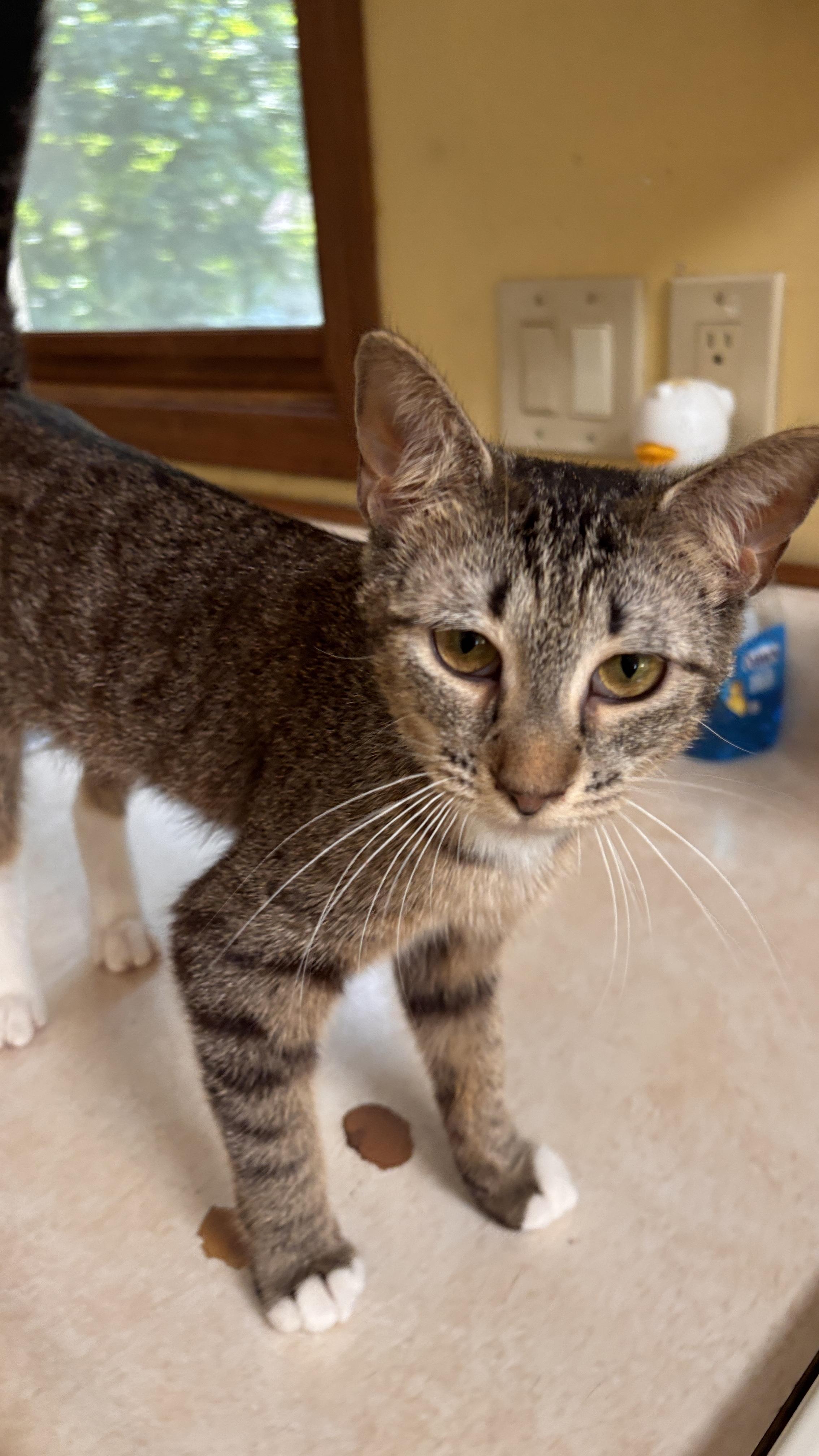 Arabella, a ADOPTABLE Tabby in Melrose, MA image 3/4