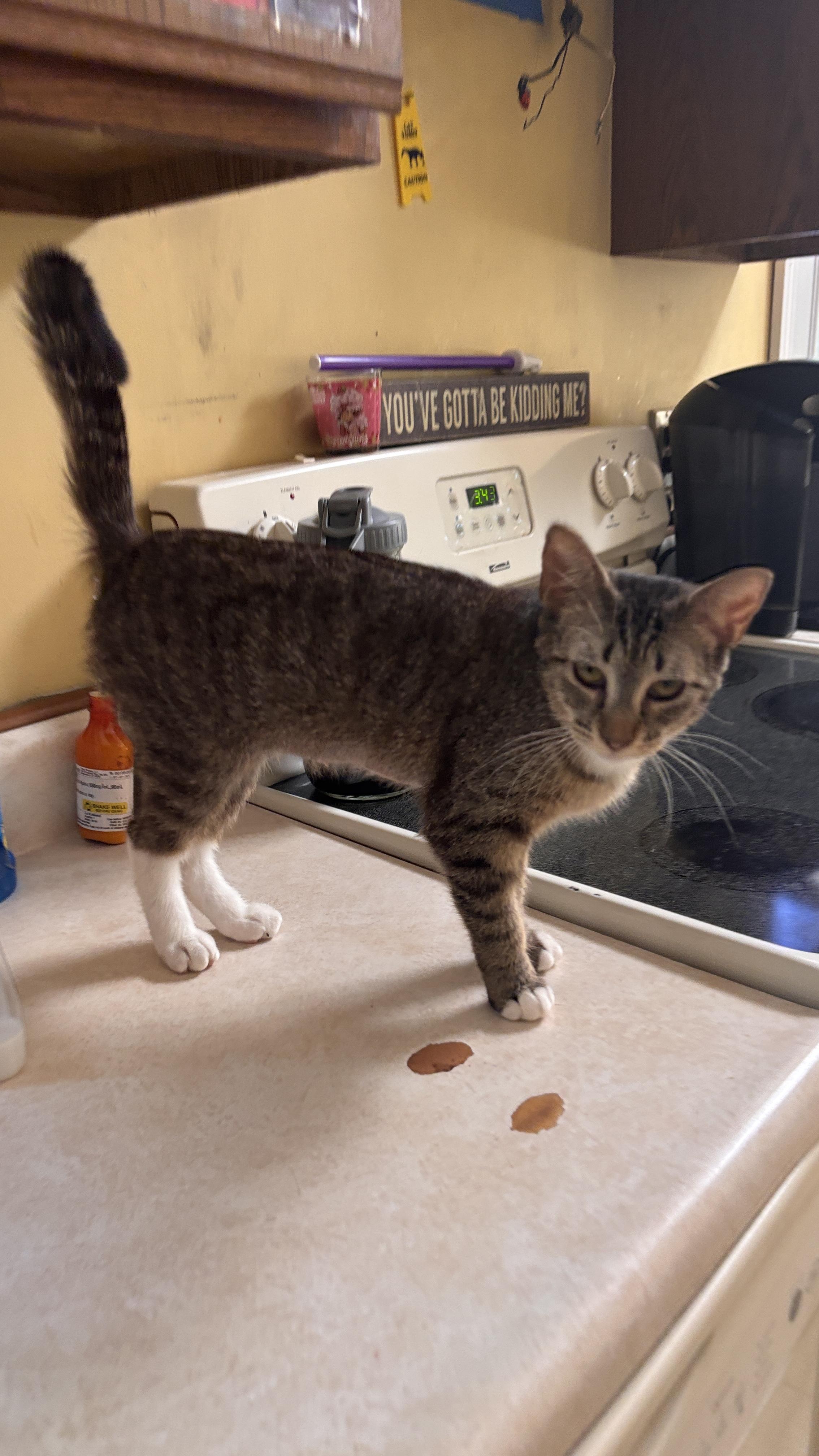 Arabella, a ADOPTABLE Tabby in Melrose, MA image 4/4