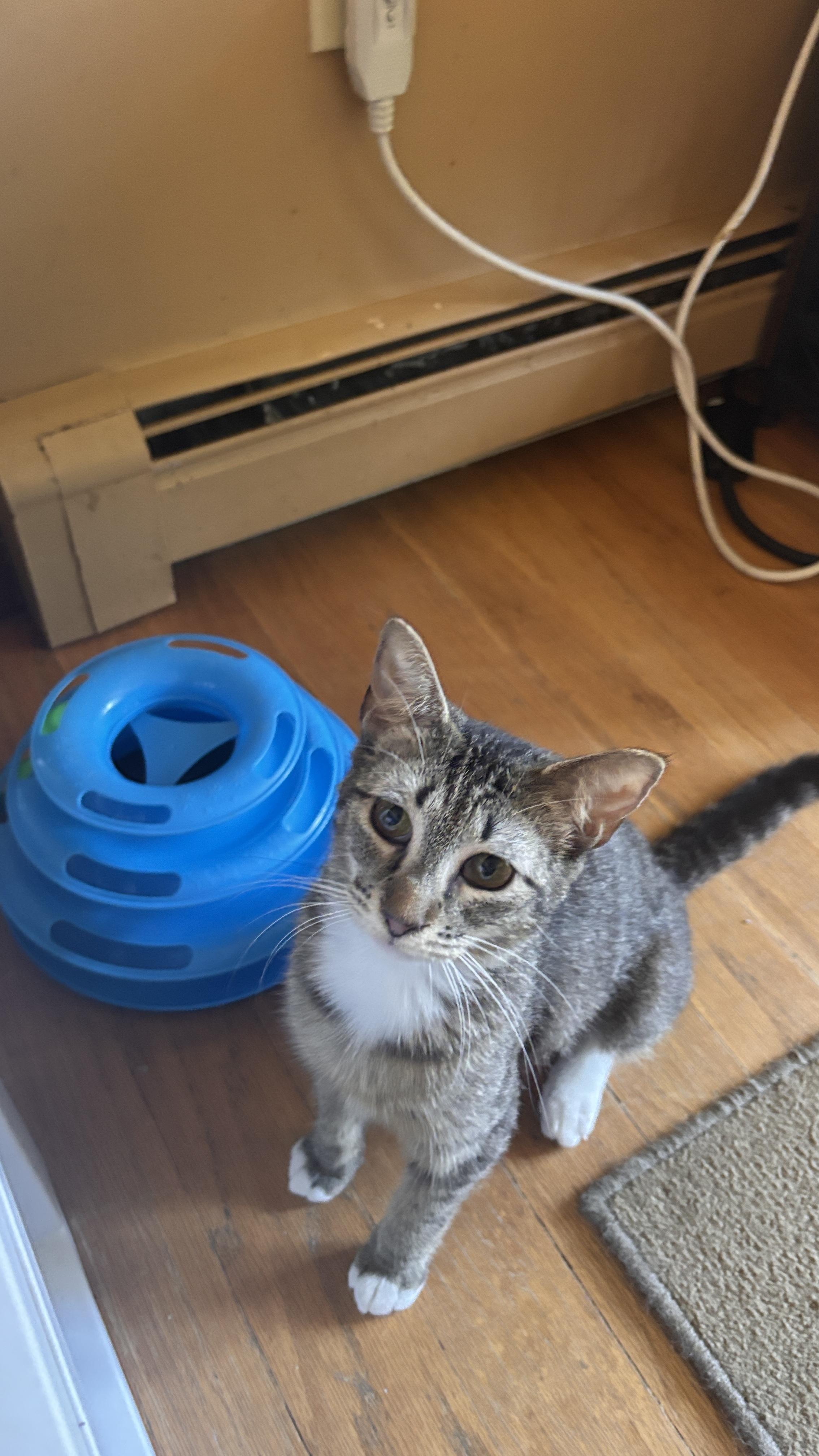 Arabella, ADOPTABLE, Kitten Female Tabby.