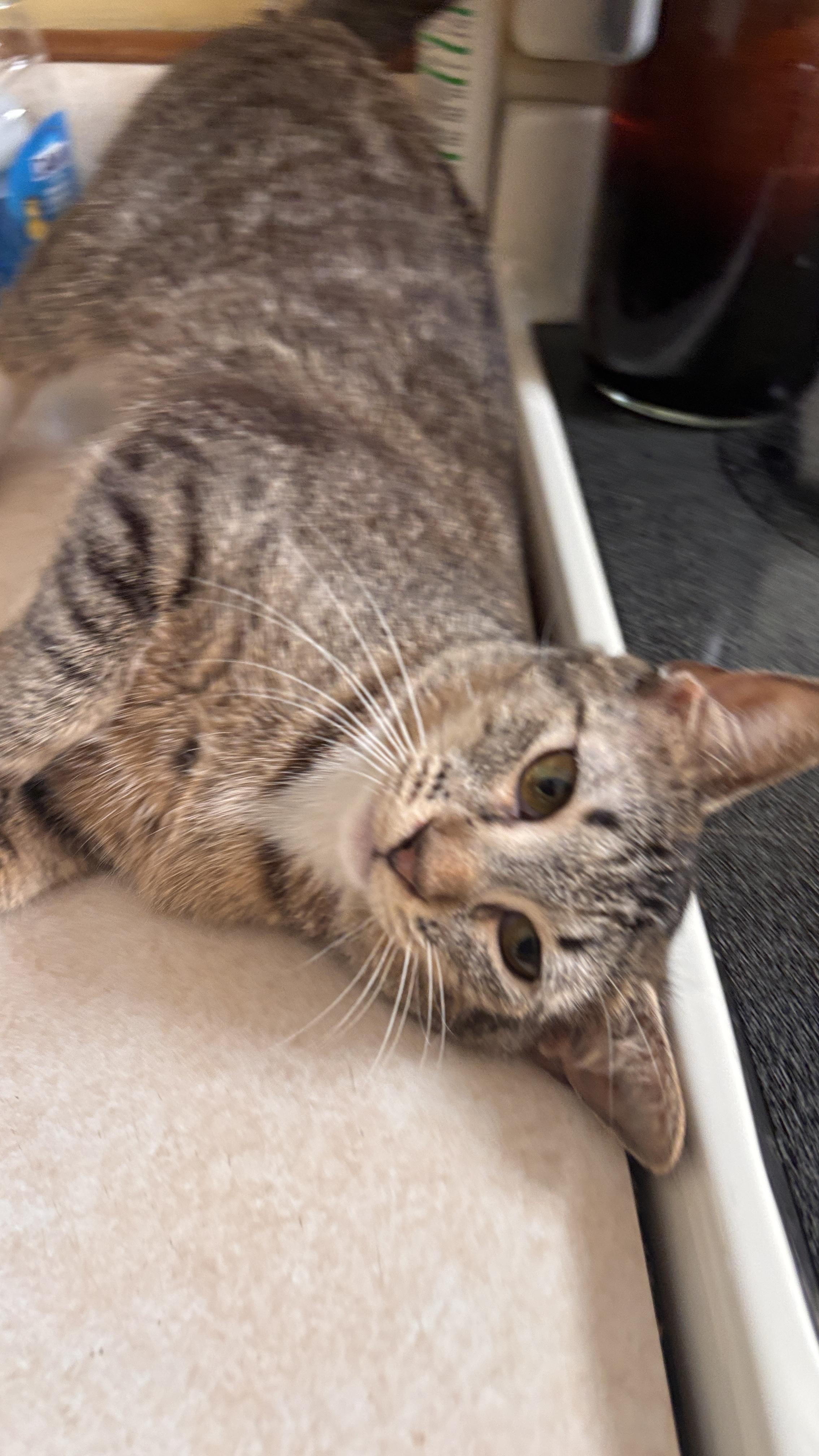 Arabella, a ADOPTABLE Tabby in Melrose, MA image 2/4