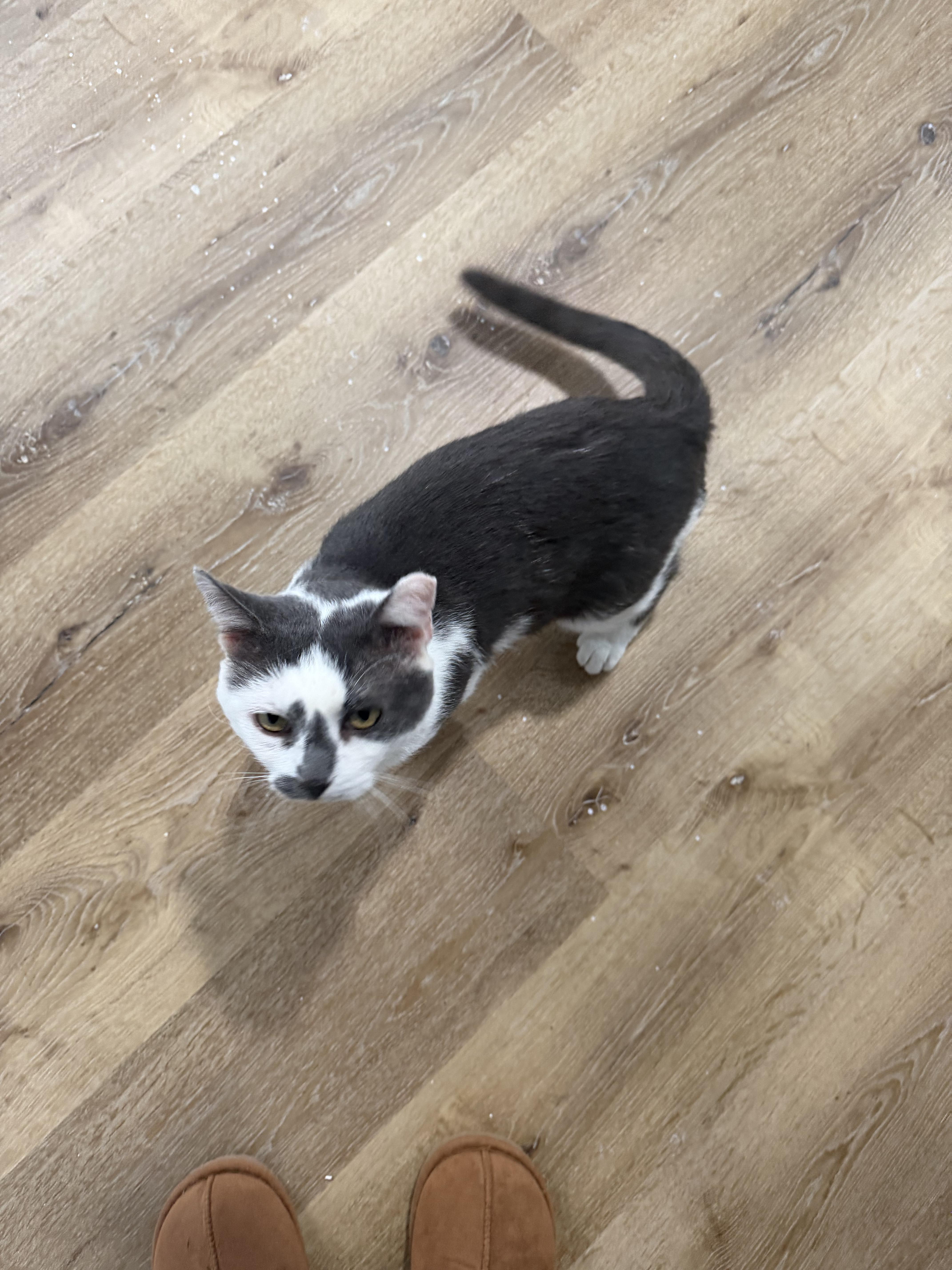 Enlarge Armando, a ADOPTABLE Domestic Short Hair in Charlotte, NC image 5/5