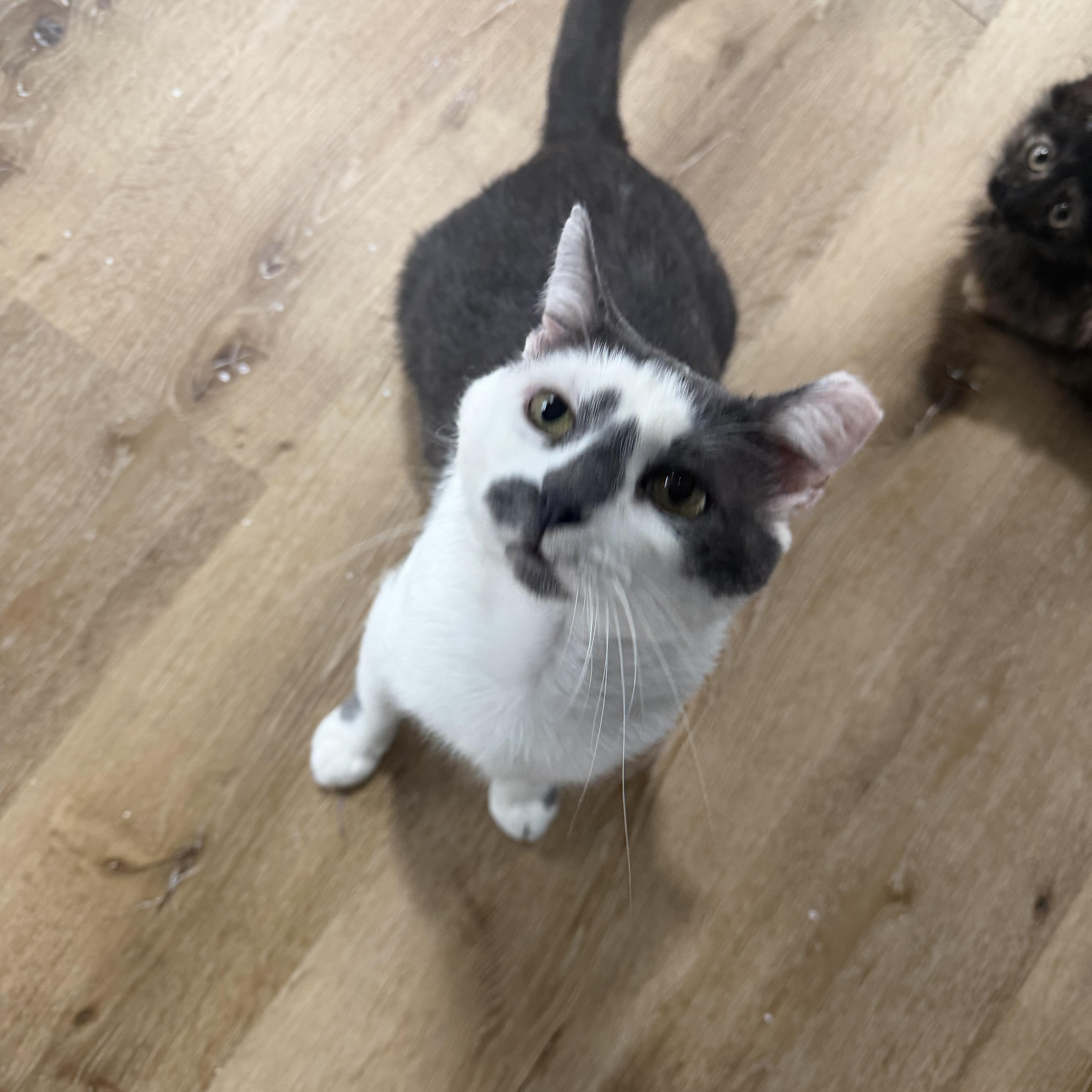 Enlarge Armando, a ADOPTABLE Domestic Short Hair in Charlotte, NC image 2/5