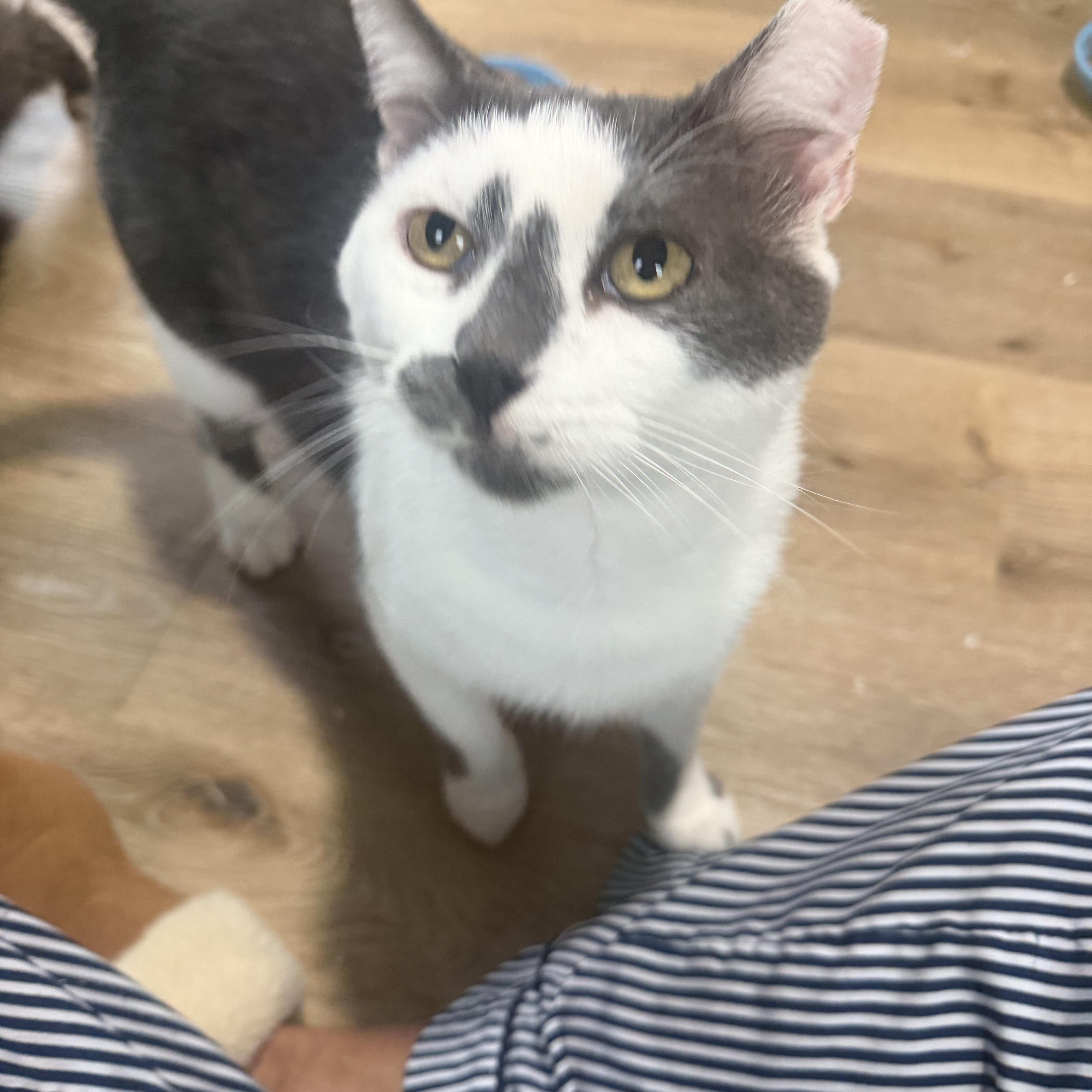 Enlarge Armando, a ADOPTABLE Domestic Short Hair in Charlotte, NC image 3/5