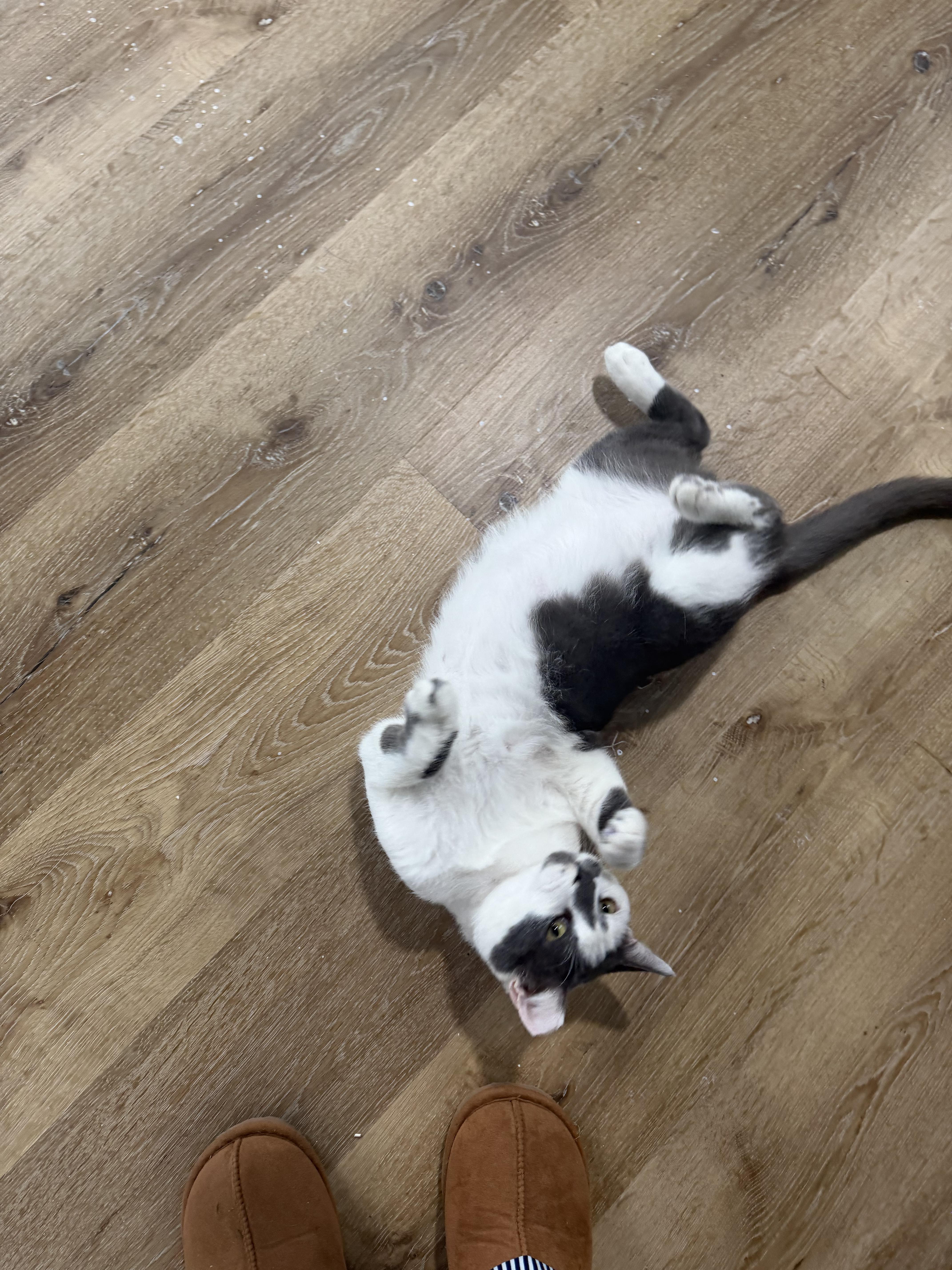 Enlarge Armando, a ADOPTABLE Domestic Short Hair in Charlotte, NC image 1/5