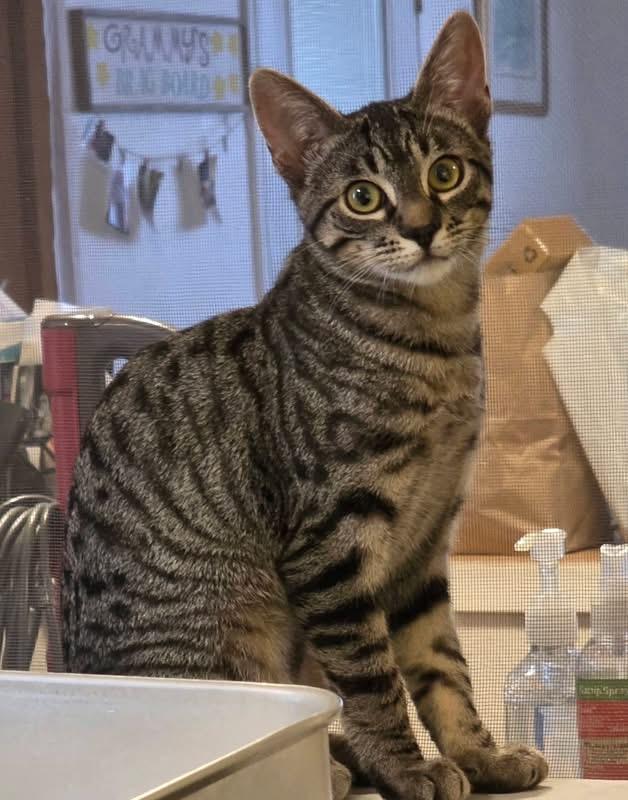 Everly (w/Rowe), Adoptable, Kitten Female Domestic Short Hair.