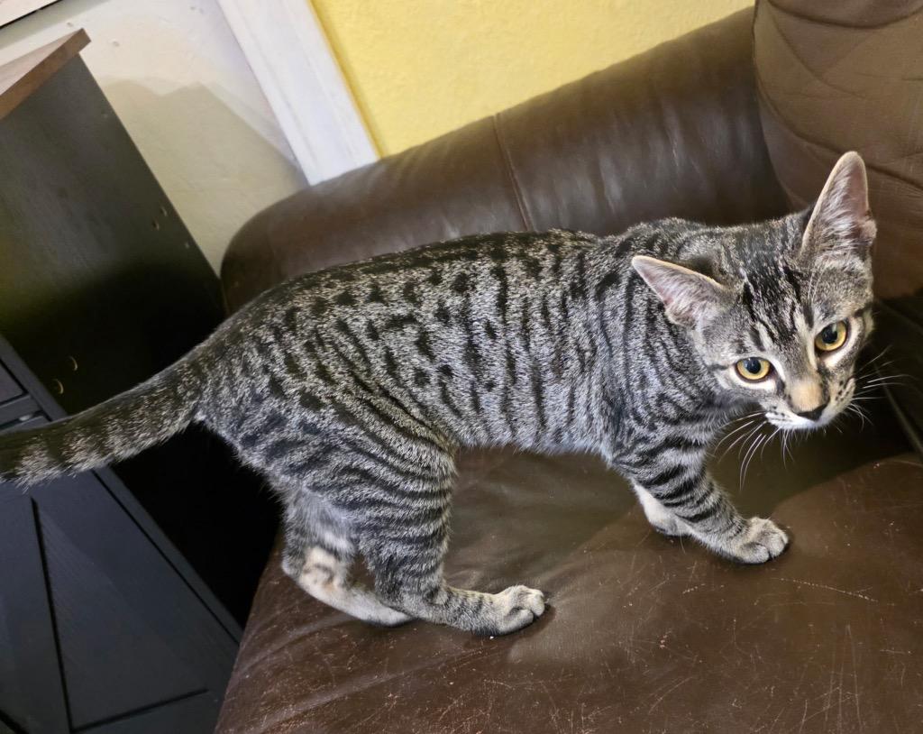 Enlarge Everly (w/Rowe), a Adoptable mixed breed in Shelton, WA image 2/2