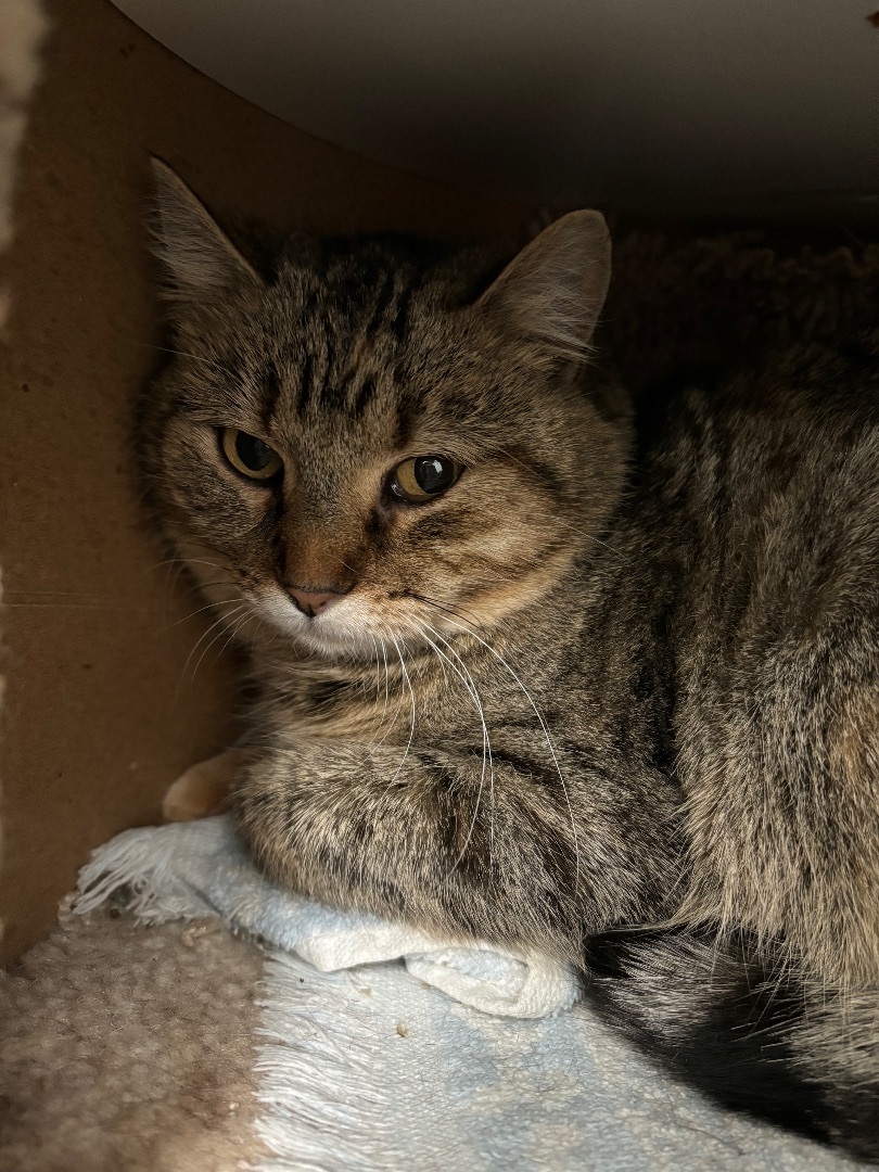 Scarlet, a Adoptable Domestic Short Hair in Richland Center, WI image 2/2