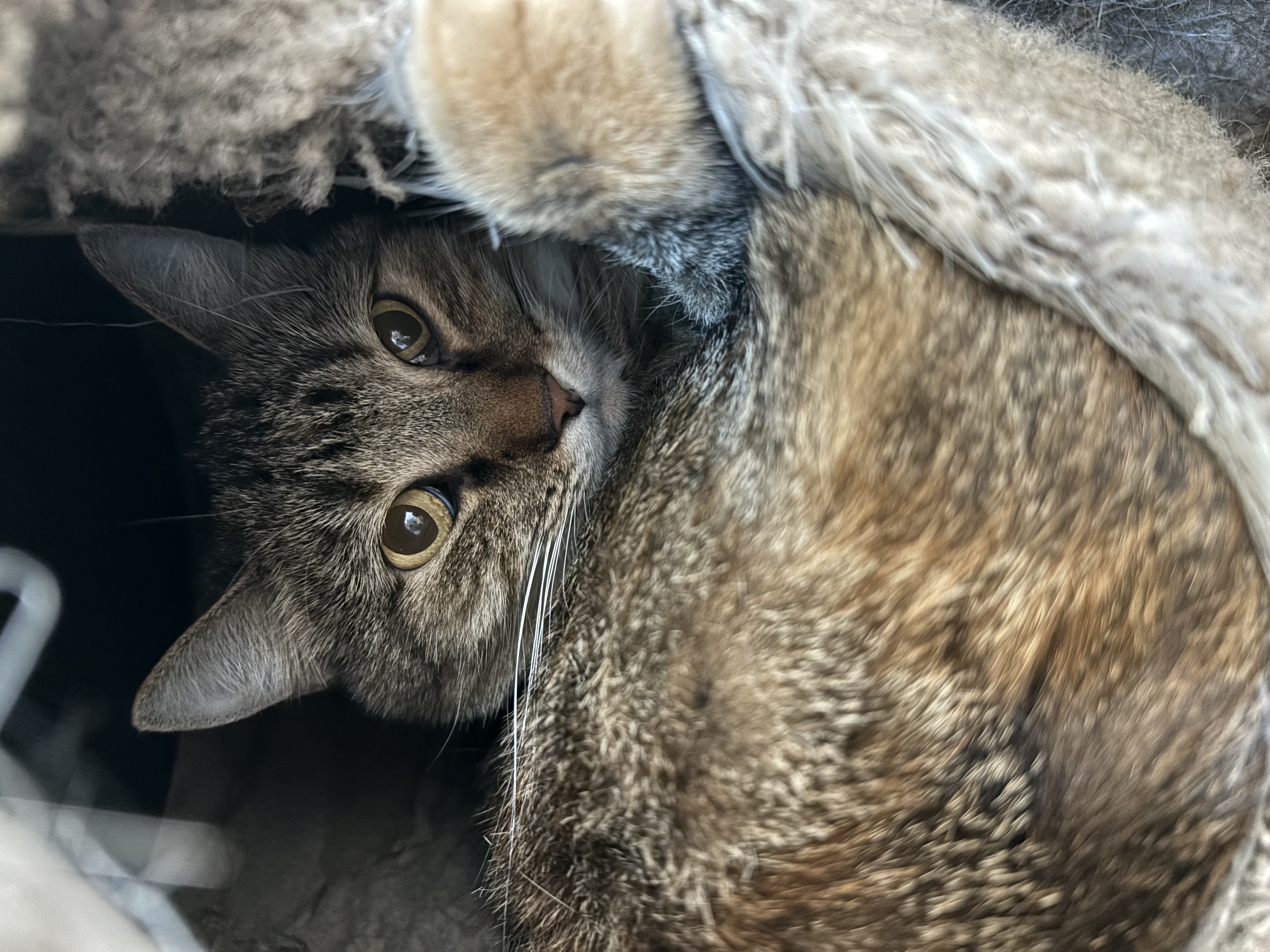 Scarlet, Adoptable, Adult Female Domestic Short Hair.