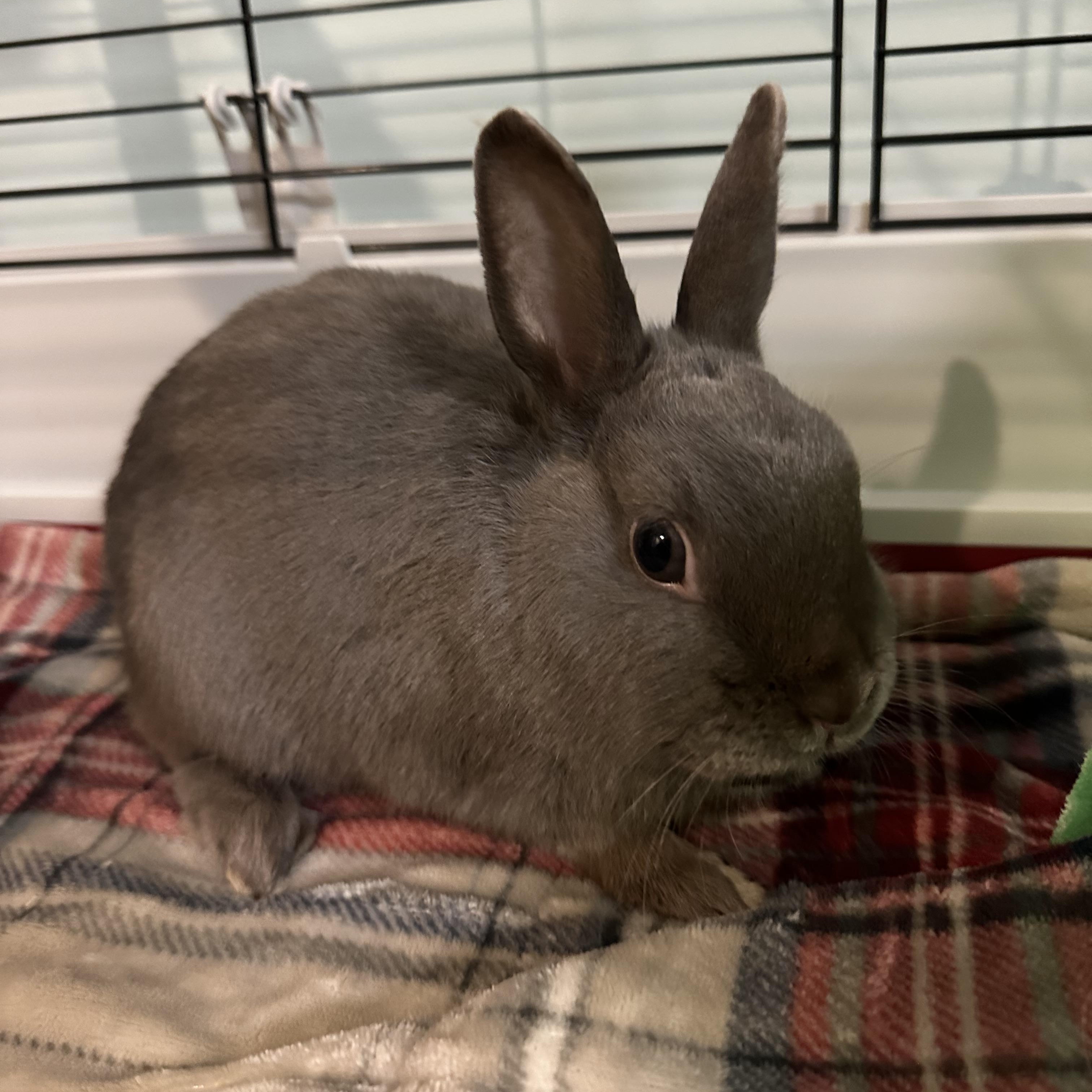 Pyza & Pierogi, an adopted Polish in Andover, CT image 1/6