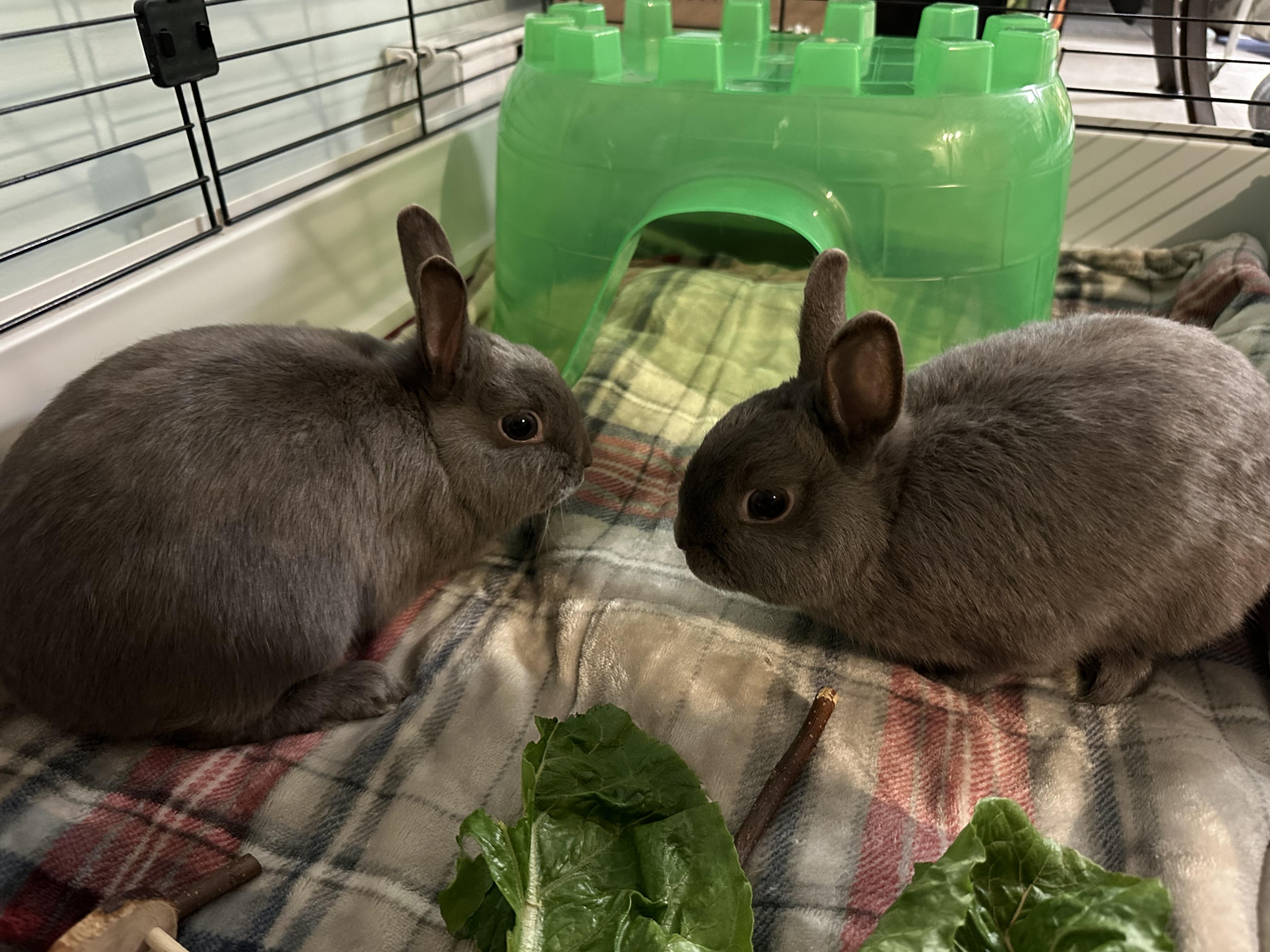 Pyza & Pierogi, an adopted Polish in Andover, CT image 3/6
