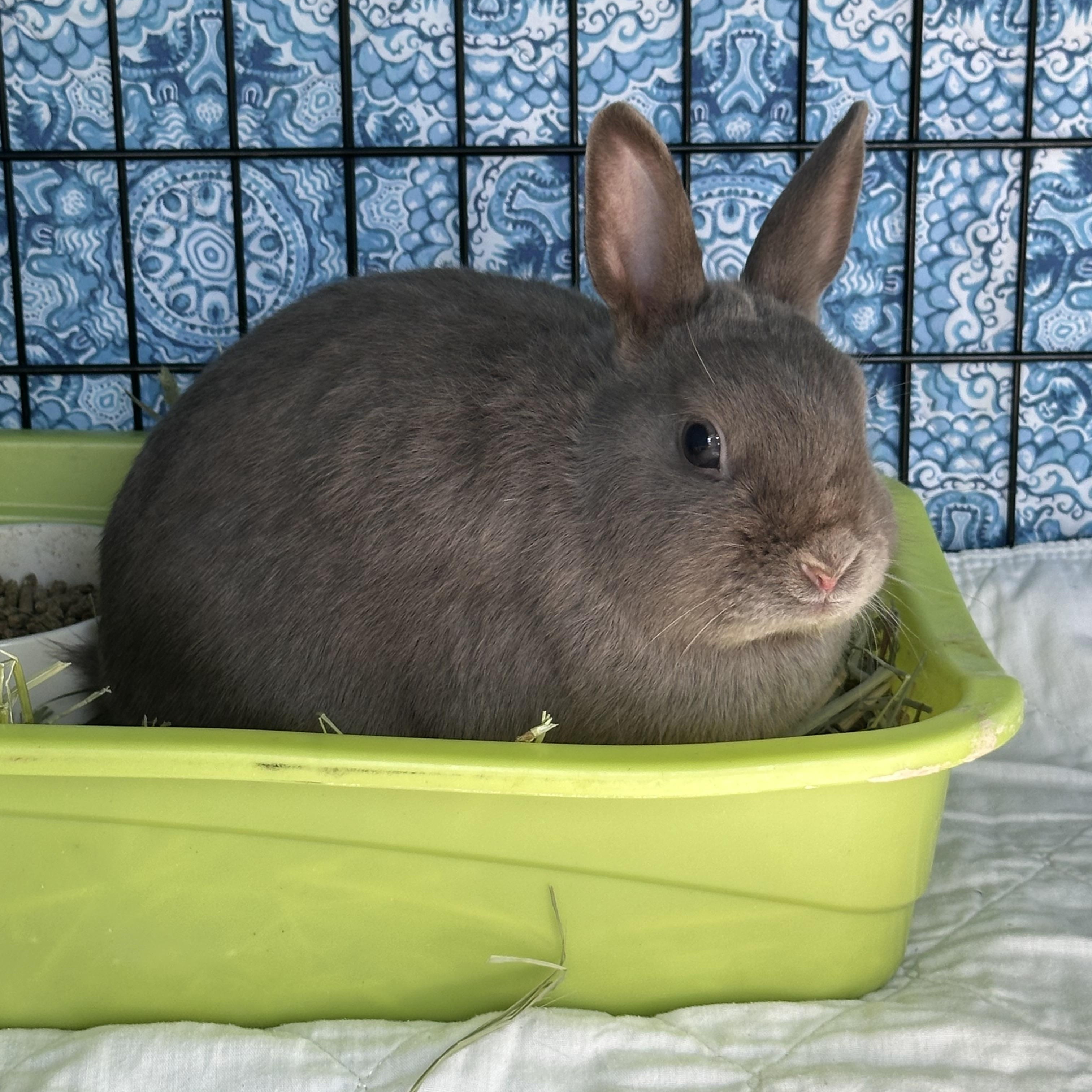 Pyza & Pierogi, an adopted Polish in Andover, CT image 6/6