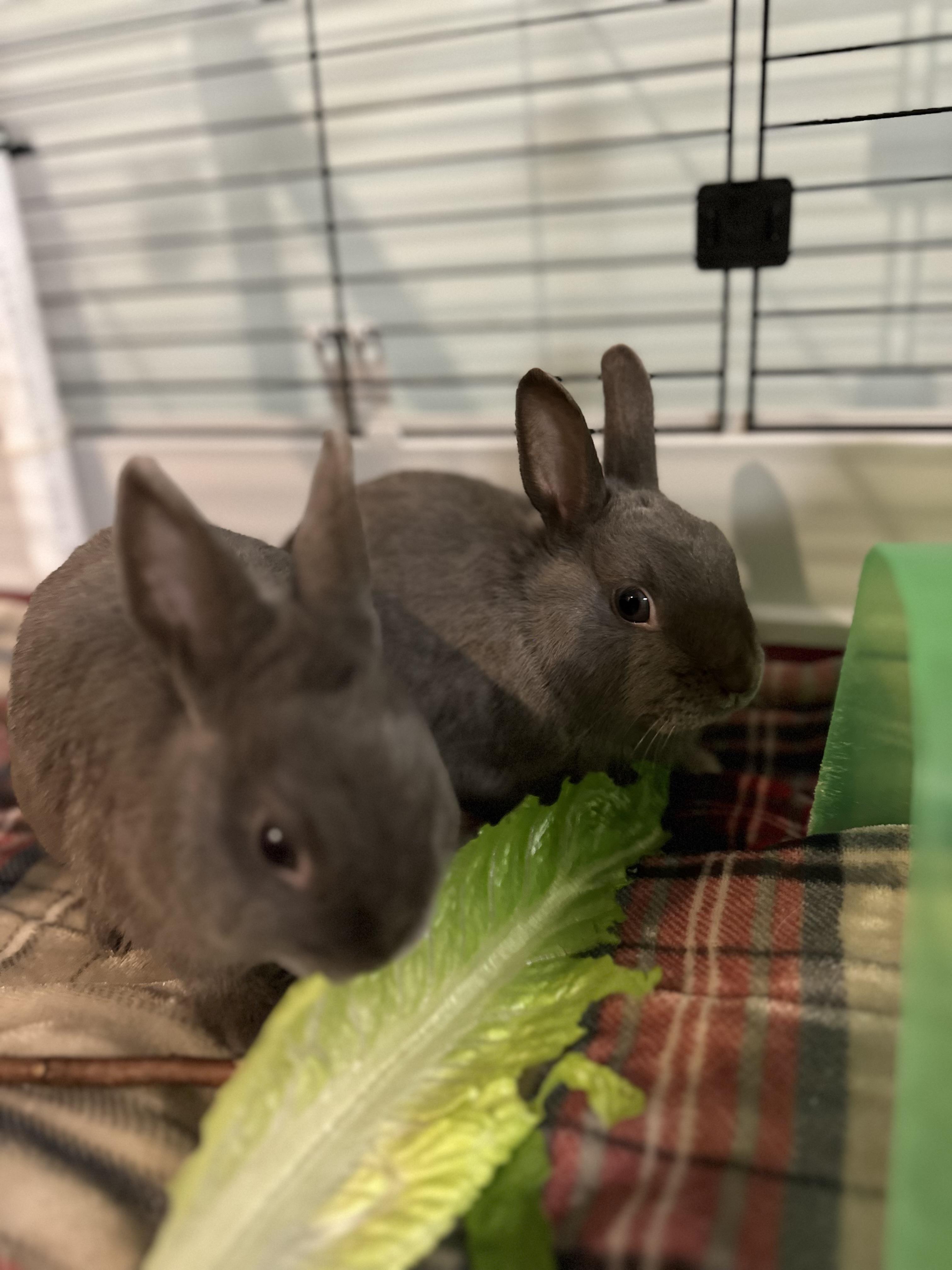 Pyza & Pierogi, an adopted Polish in Andover, CT image 4/6